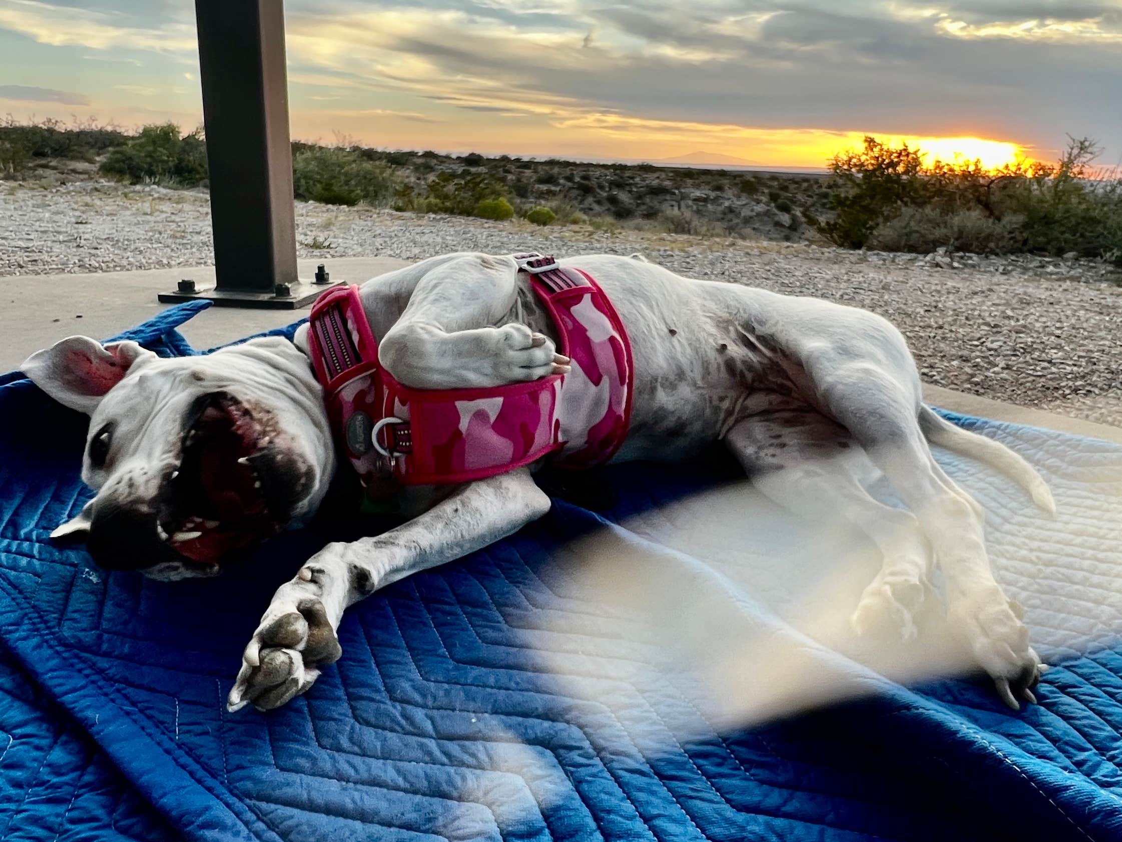 Austin and Christel S.'s photo of camping with pets at Haystack Mountain OHV Area near Dexter, NM