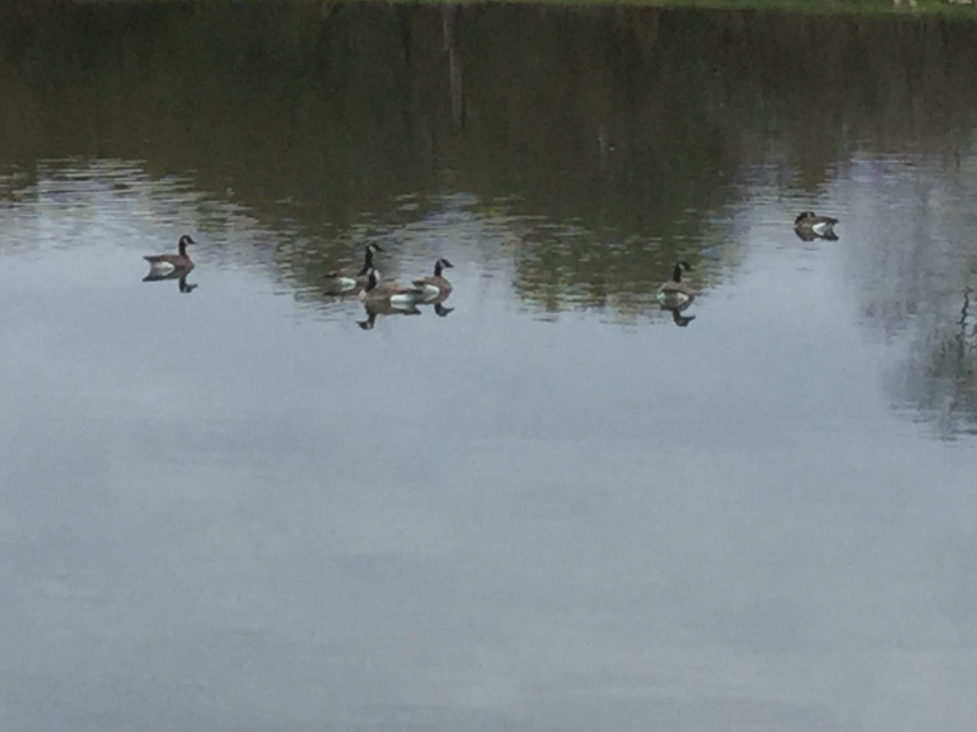 Camper submitted image from Stanton Lake Park - 3