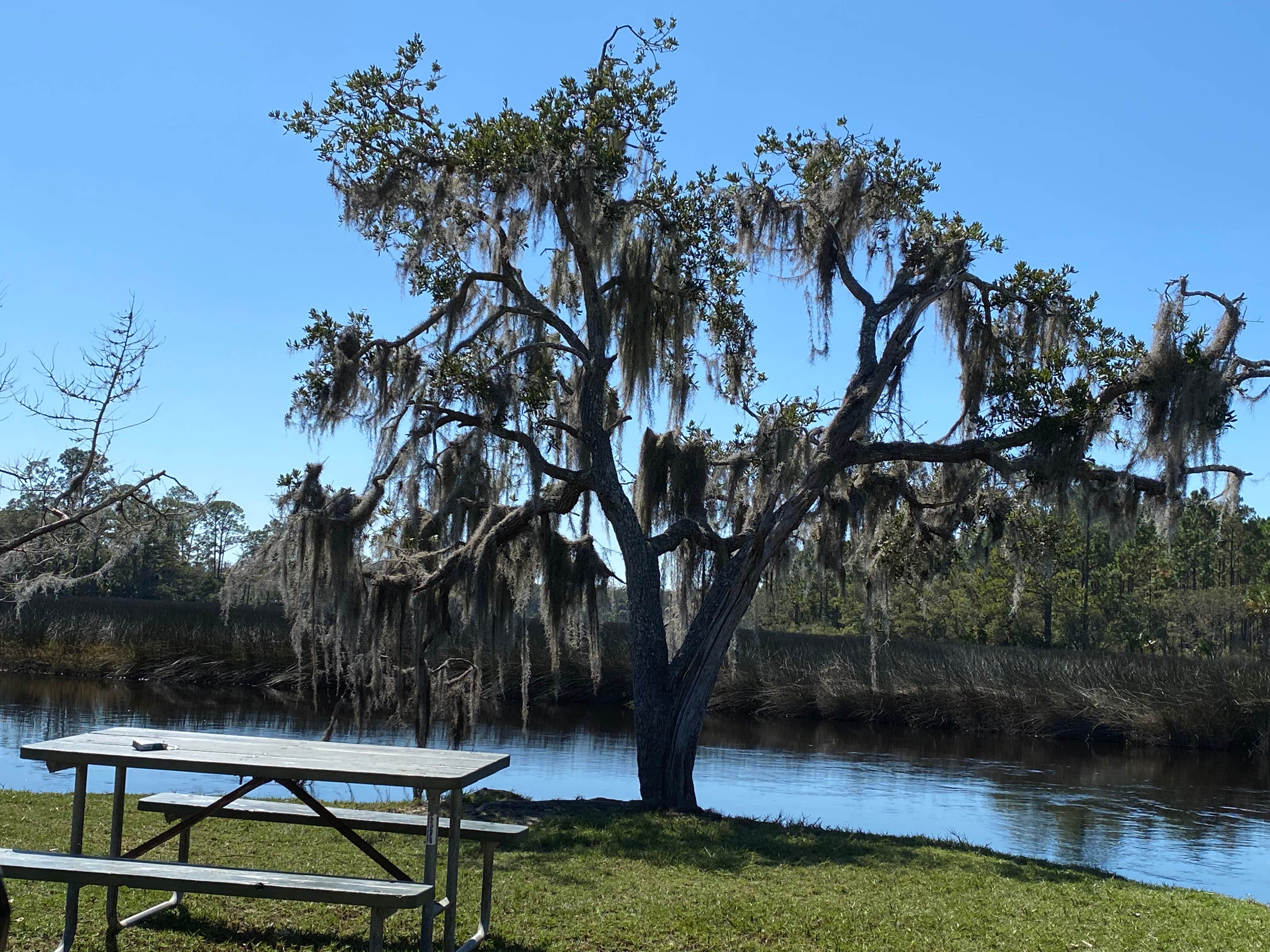 Camper submitted image from Princess Place Preserve - Moody Campground - 4