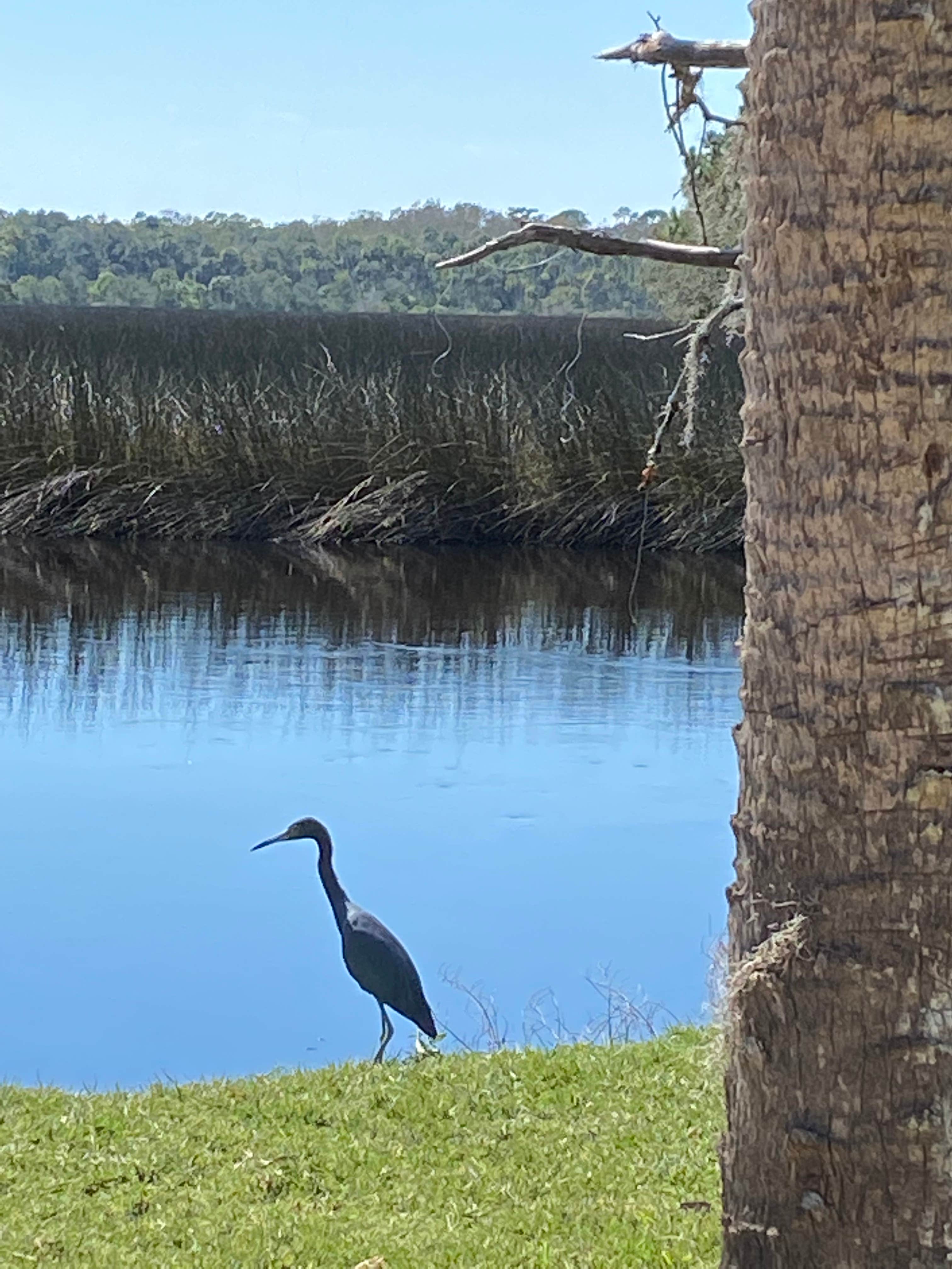 Camper submitted image from Princess Place Preserve - Moody Campground - 4