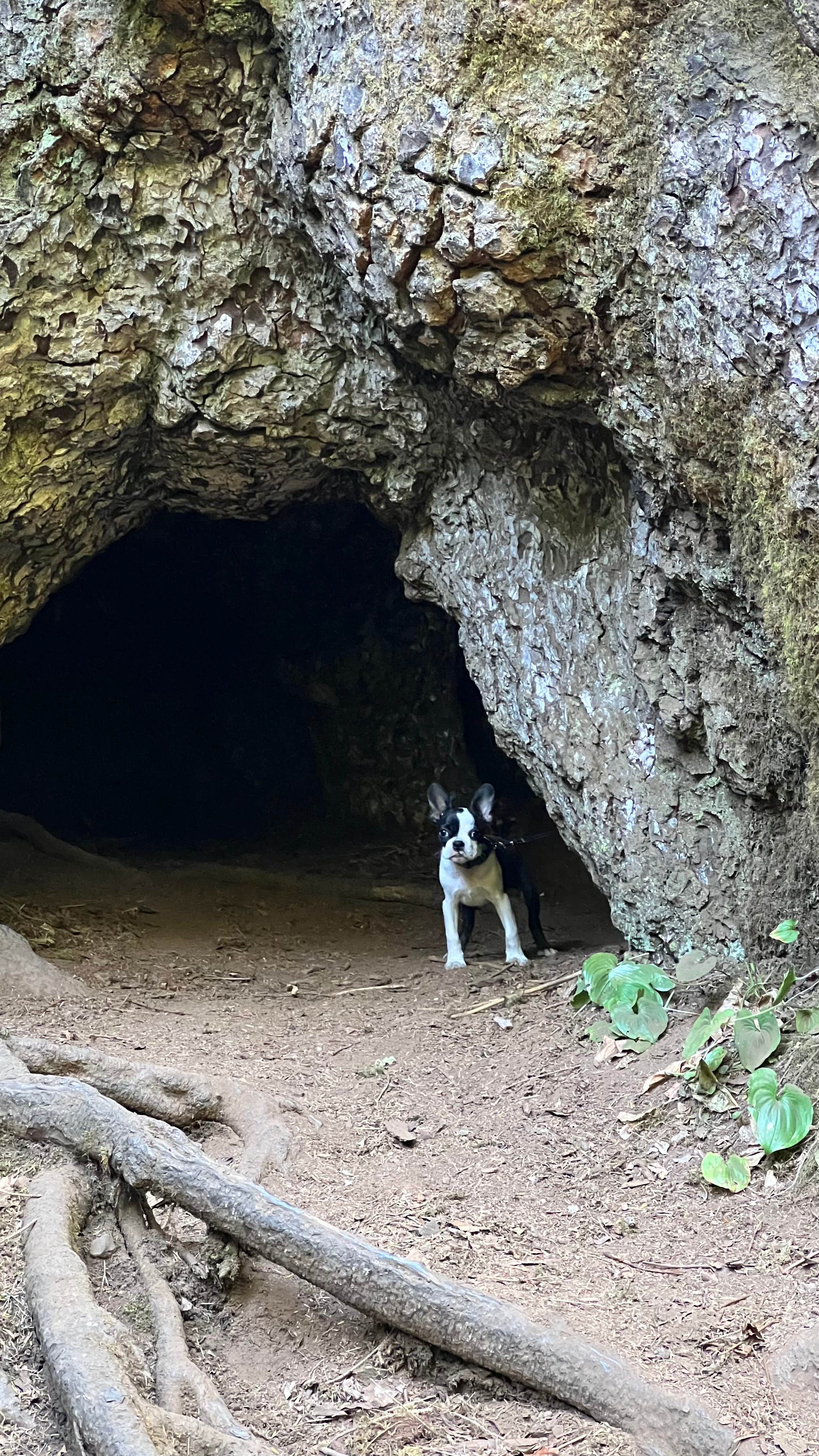Paul L.'s photo of camping with pets at Cape Perpetua near Newport, OR