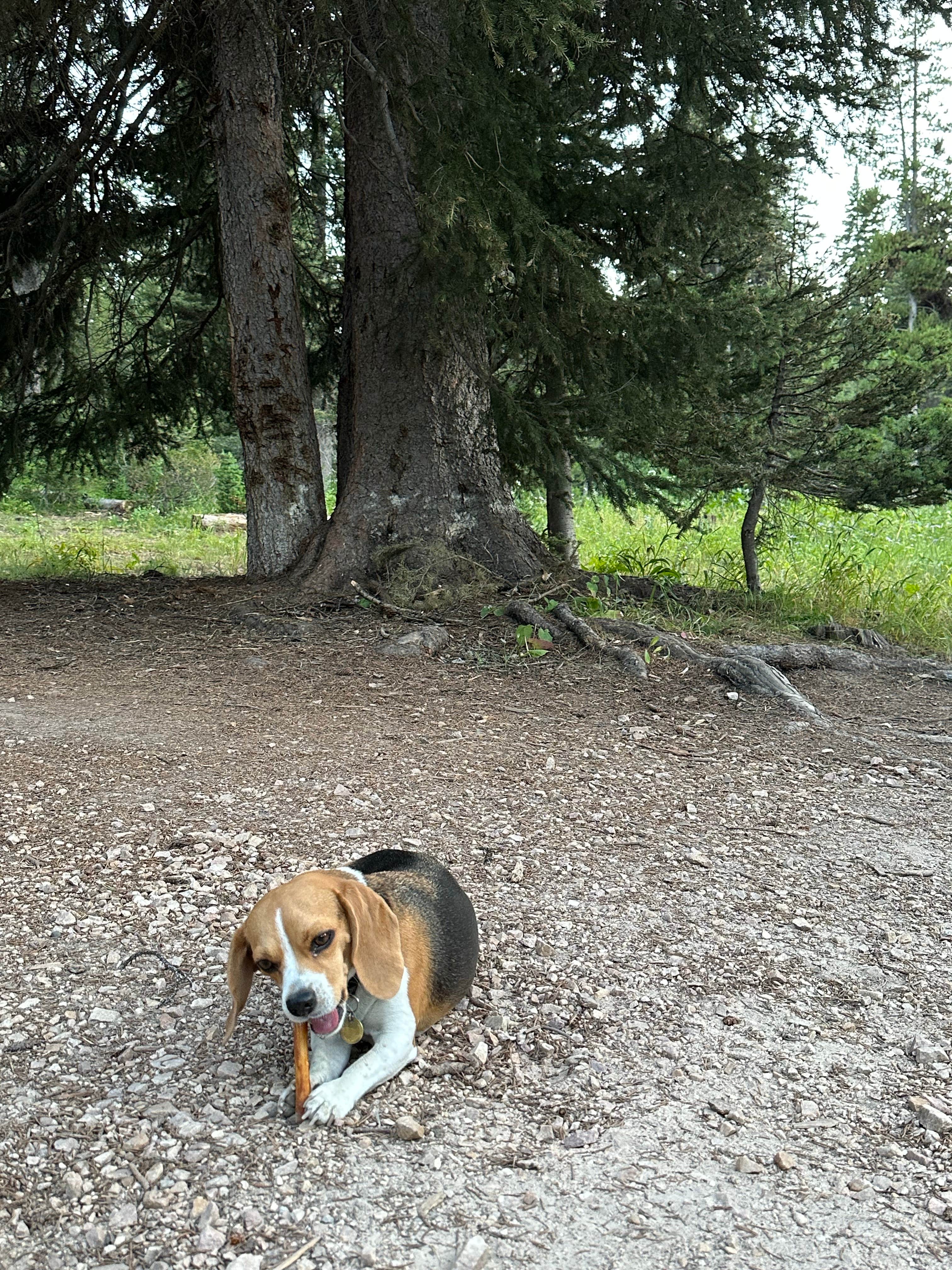 Erin M.'s photo of camping with pets at Emigration Campground near Smoot, WY