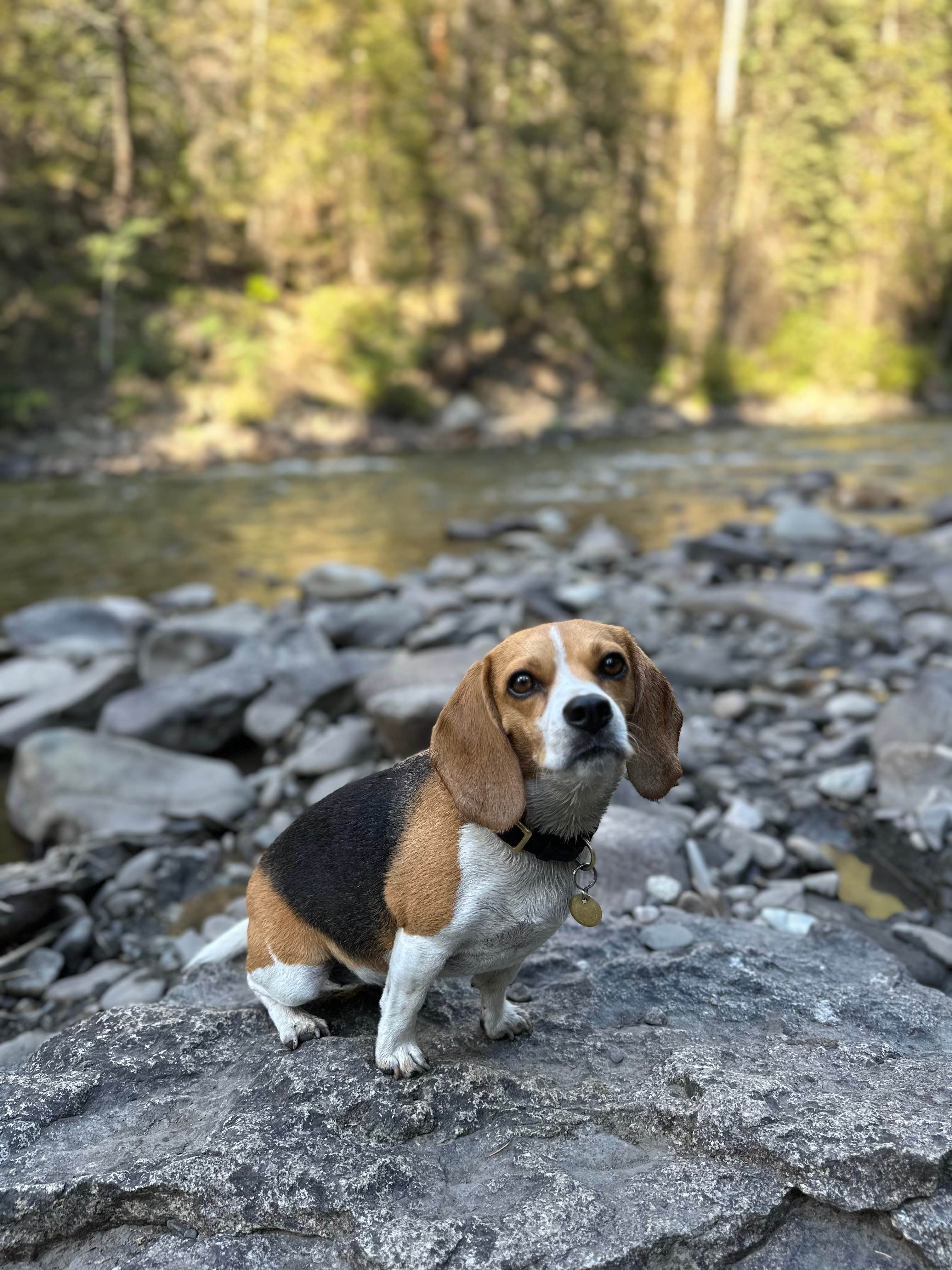 Erin M.'s photo of camping with pets at Bogan Flats Campground Grp S near Crested Butte, CO