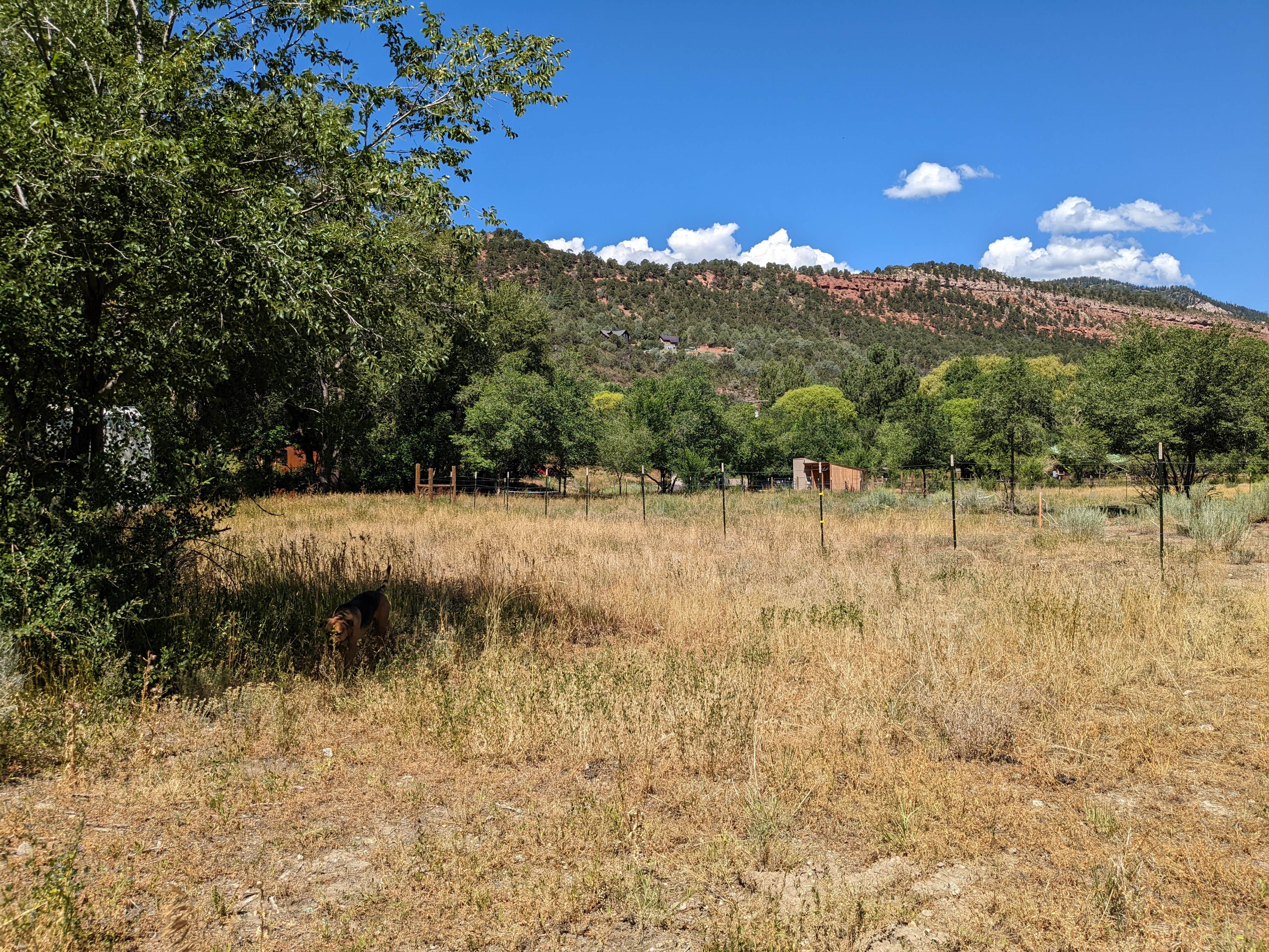 Aubrey V.'s photo of camping with pets at Tumbling Rock Lane near San Juan National Forest