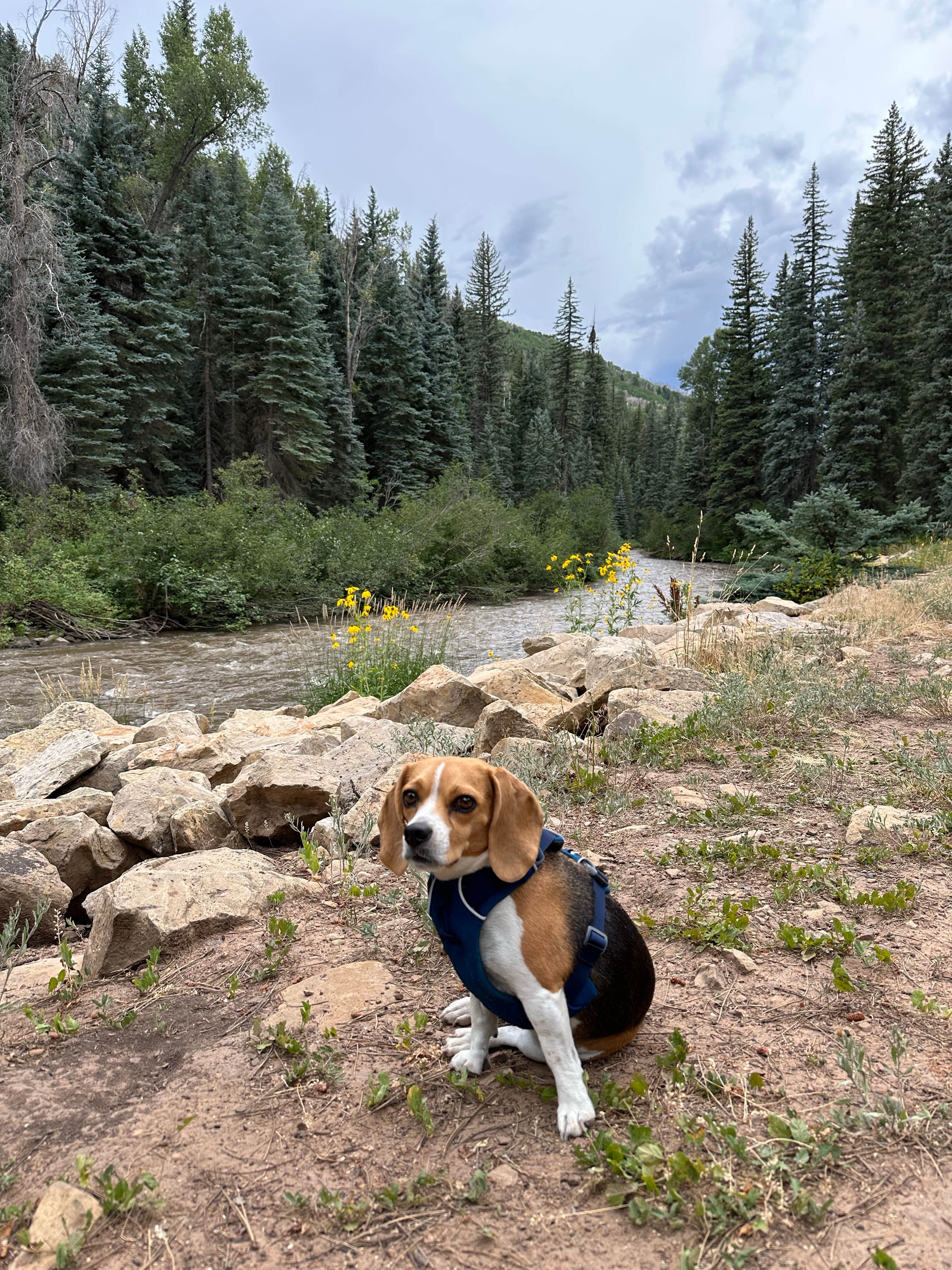 Erin M.'s photo of camping with pets at Mavreeso Campground near Dove Creek, CO