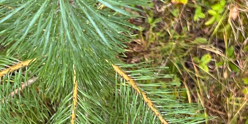 Camper submitted image from The Sanctuary Forest