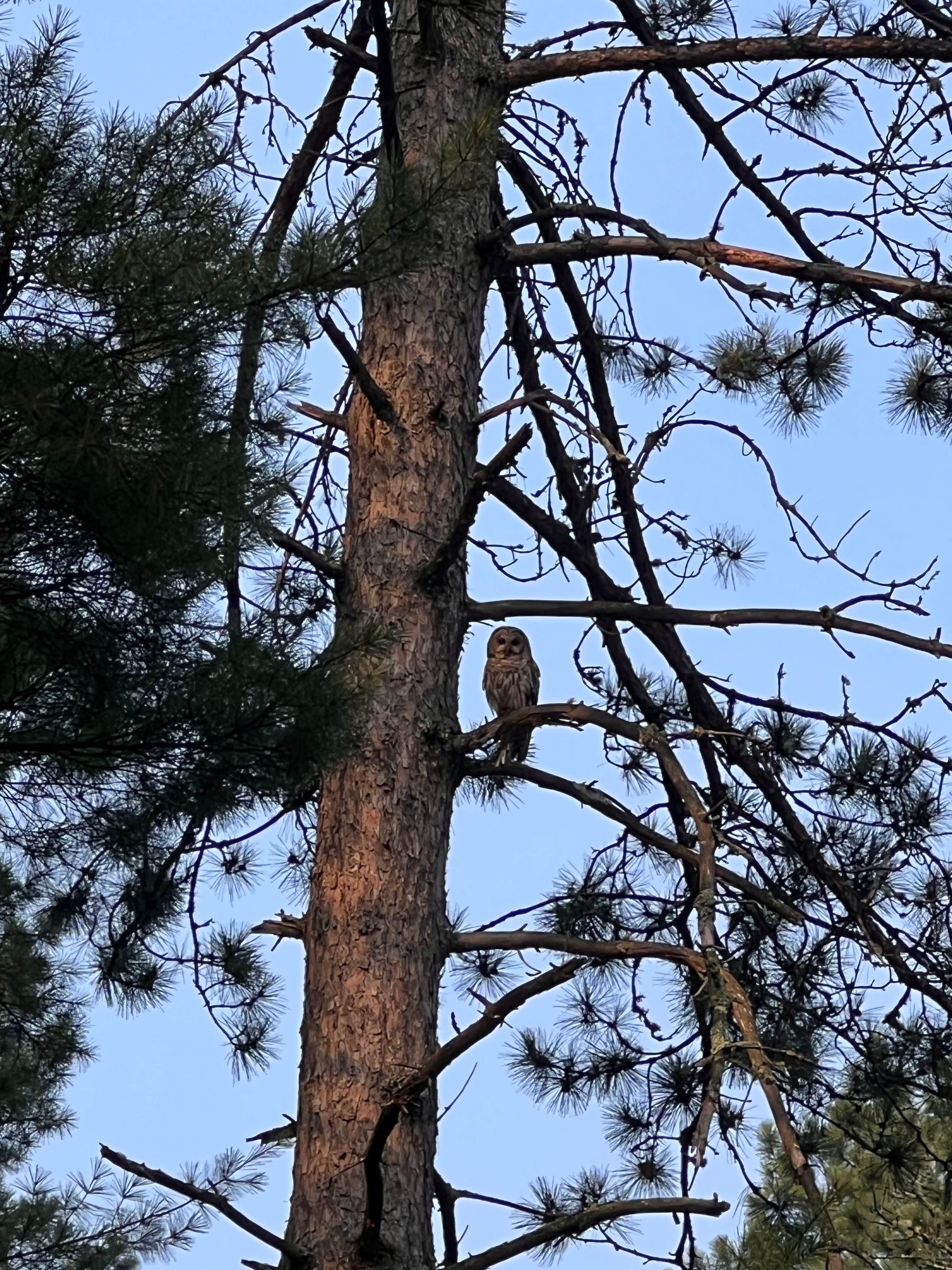 Camper-submitted photo at The Sanctuary Forest near Chisholm, MN