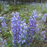 Review photo of Beaverhead National Forest Price Creek Campground by Kristi D., July 29, 2023