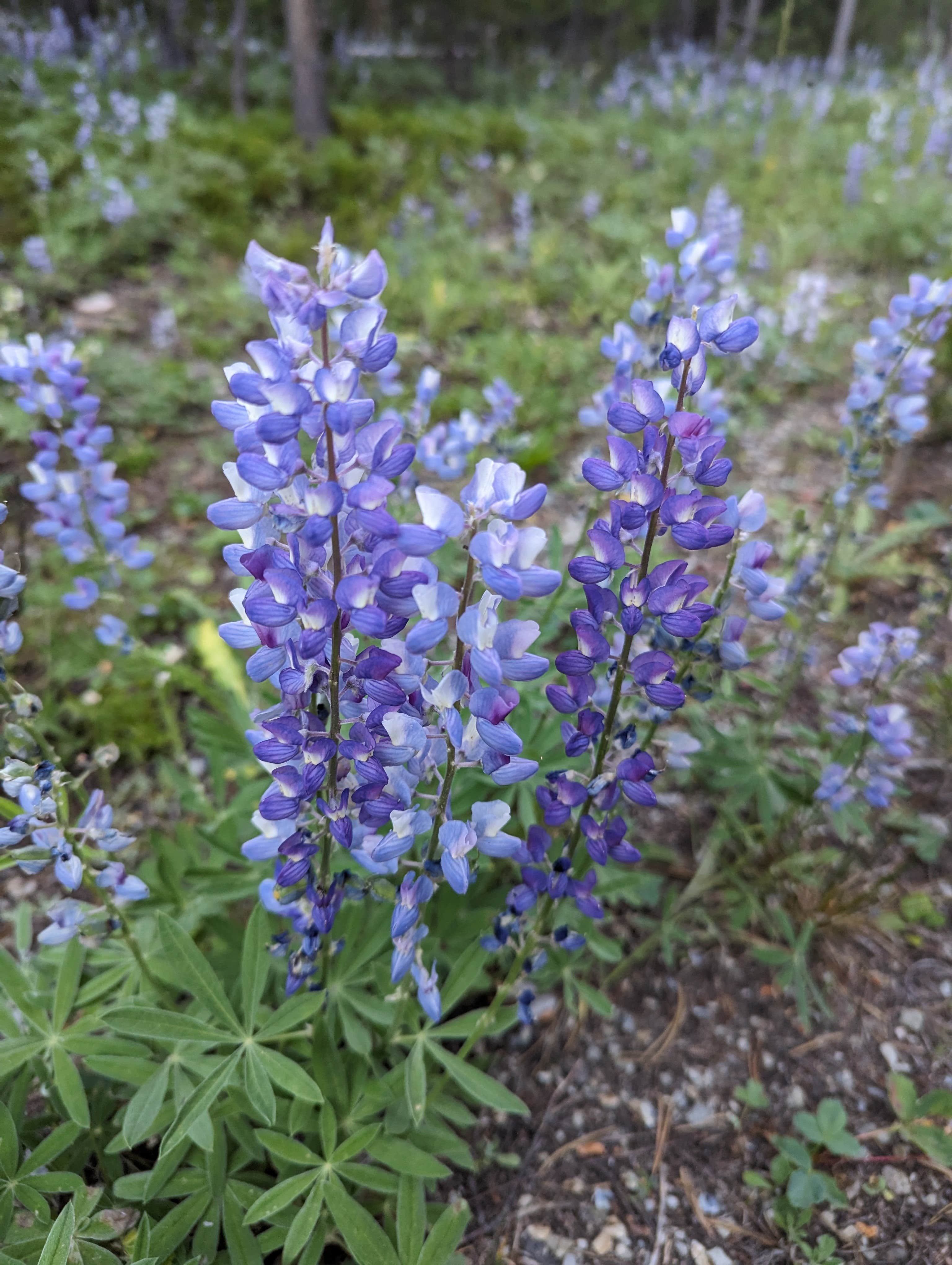 Camper submitted image from Beaverhead National Forest Price Creek Campground - 1