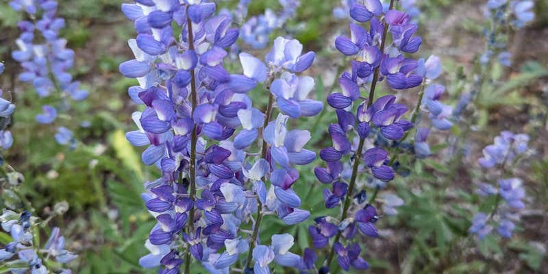 Camper submitted image from Beaverhead National Forest Price Creek Campground