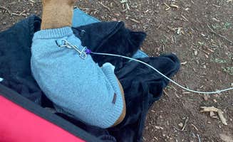 Katie G.'s photo of camping with pets at North Mingus Mountain Basecamp on Forest Road 413 near Prescott, AZ