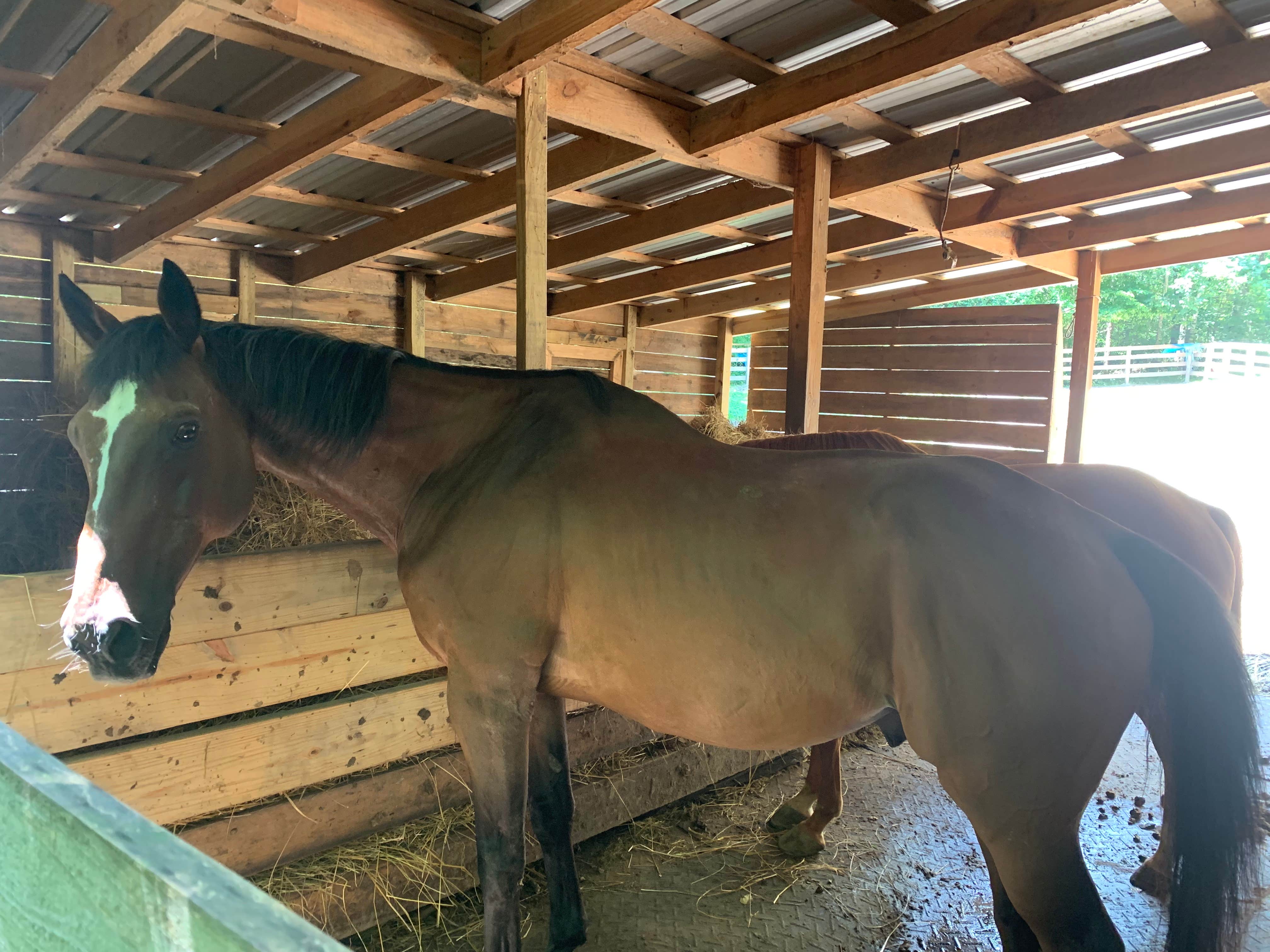 Camping near Nancytown Group Campground: Mountain Fortress Miracle Farms, Toccoa, Georgia