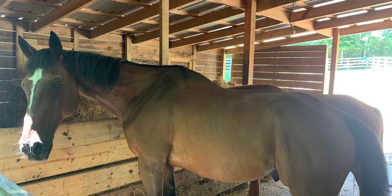 Camper submitted image from Mountain Fortress Miracle Farms