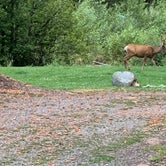 Deer grazing at our campsite
