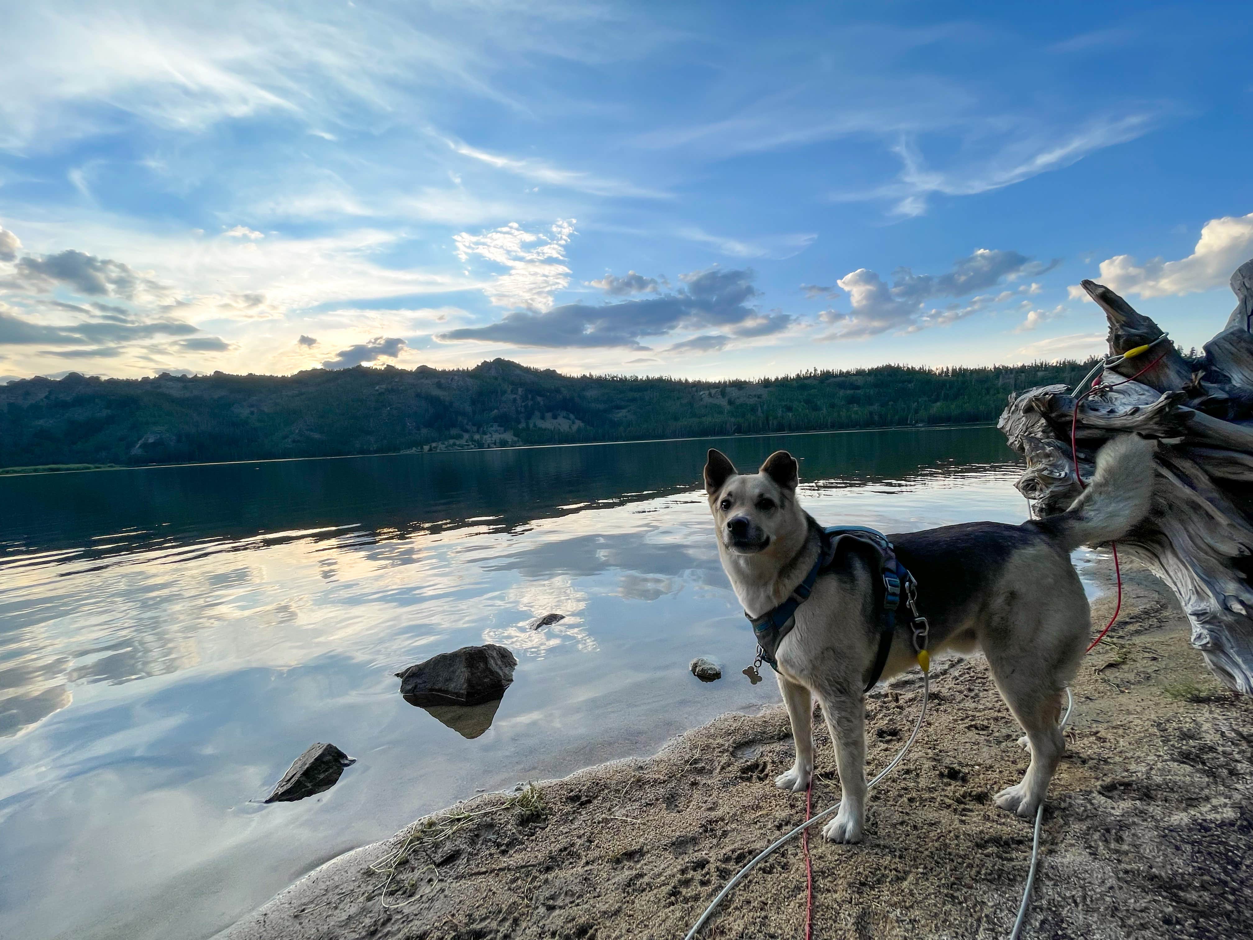 Jacinda C.'s photo of camping with pets at Louis Lake Campground near Riverton, WY