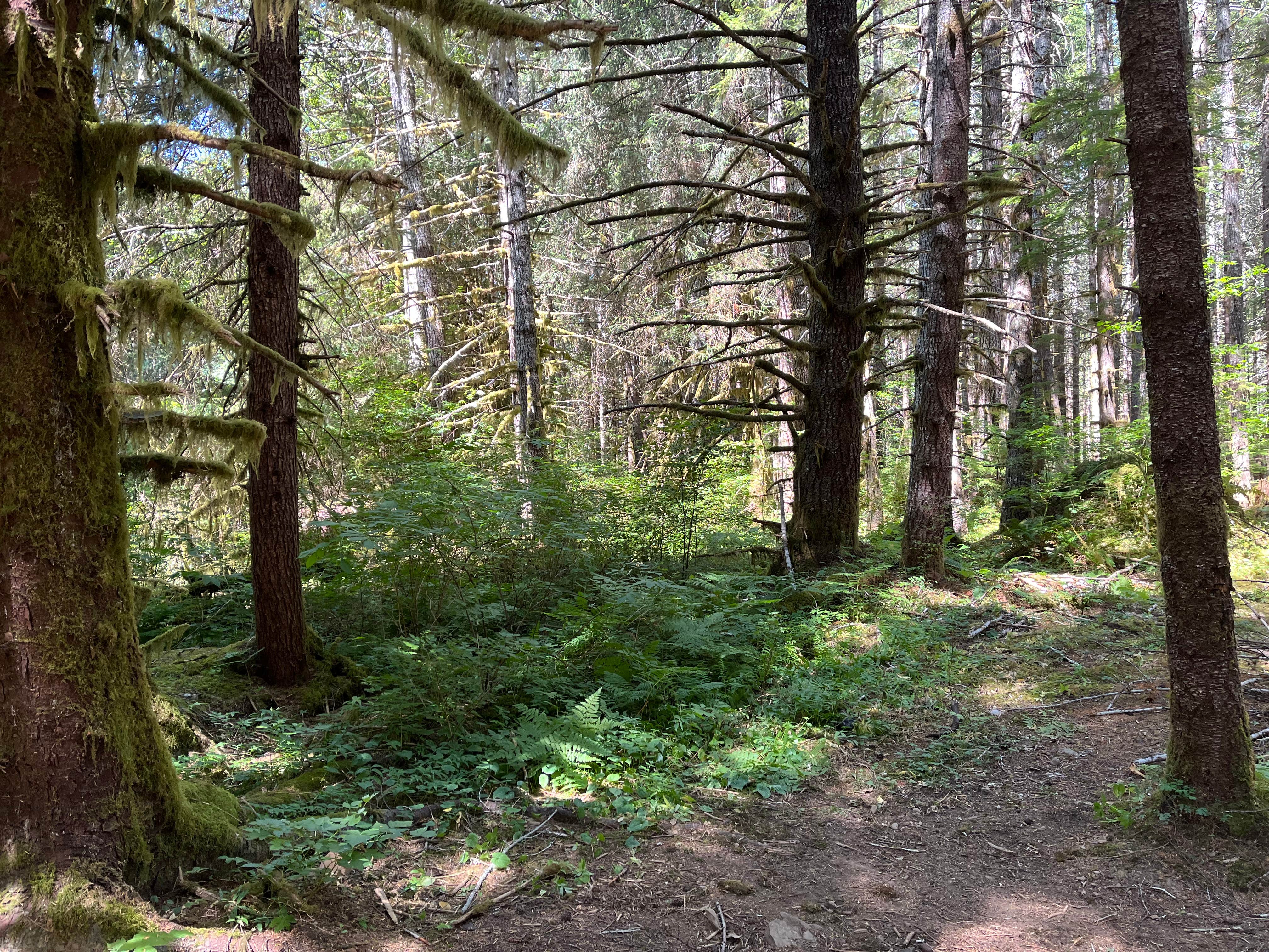 Camper-submitted photo at FS-2918 Dispersed Site near Forks, WA