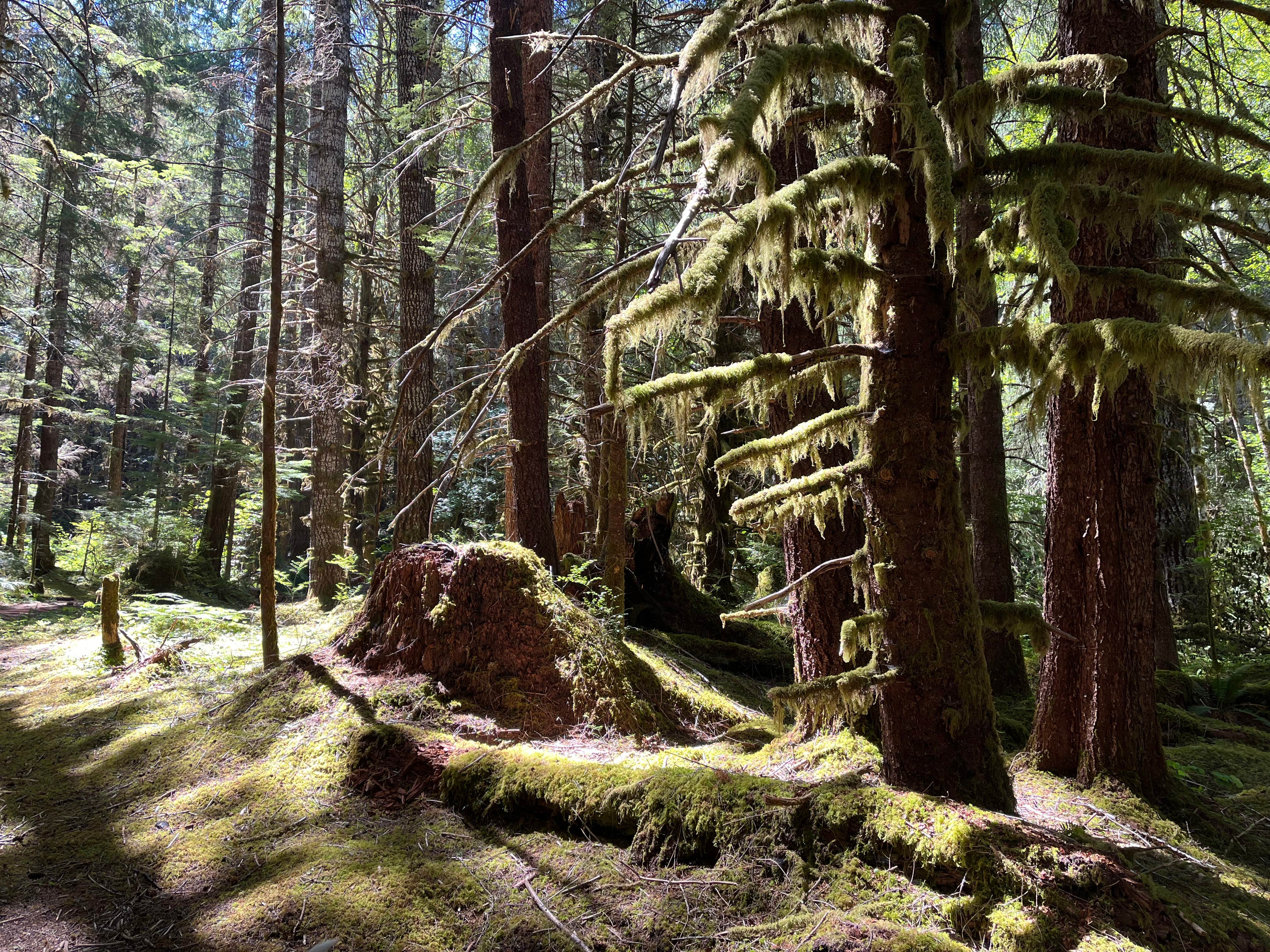 Camper-submitted photo at FS-2918 Dispersed Site near Forks, WA
