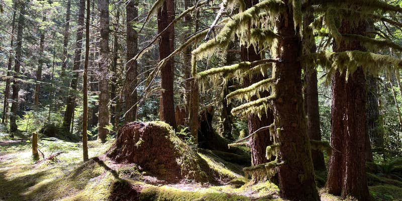 Camper submitted image from FS-2918 Dispersed Site