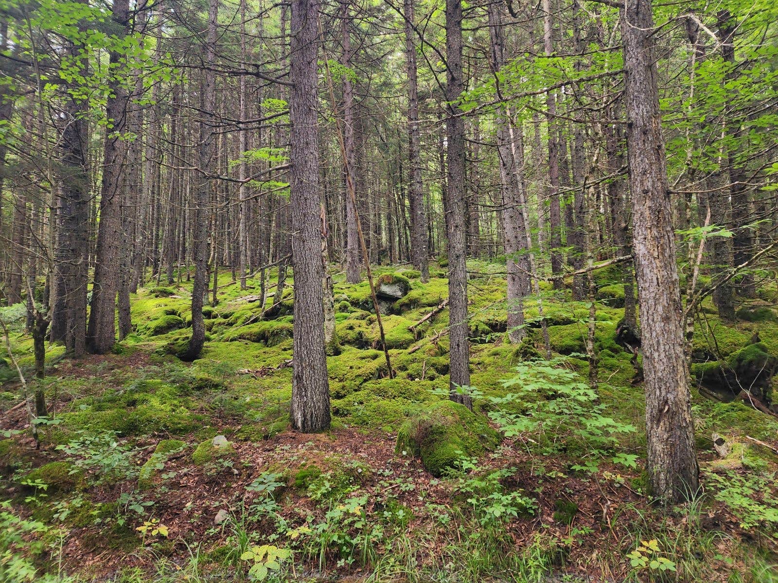 Moose River Plains Camping | Raquette Lake, NY