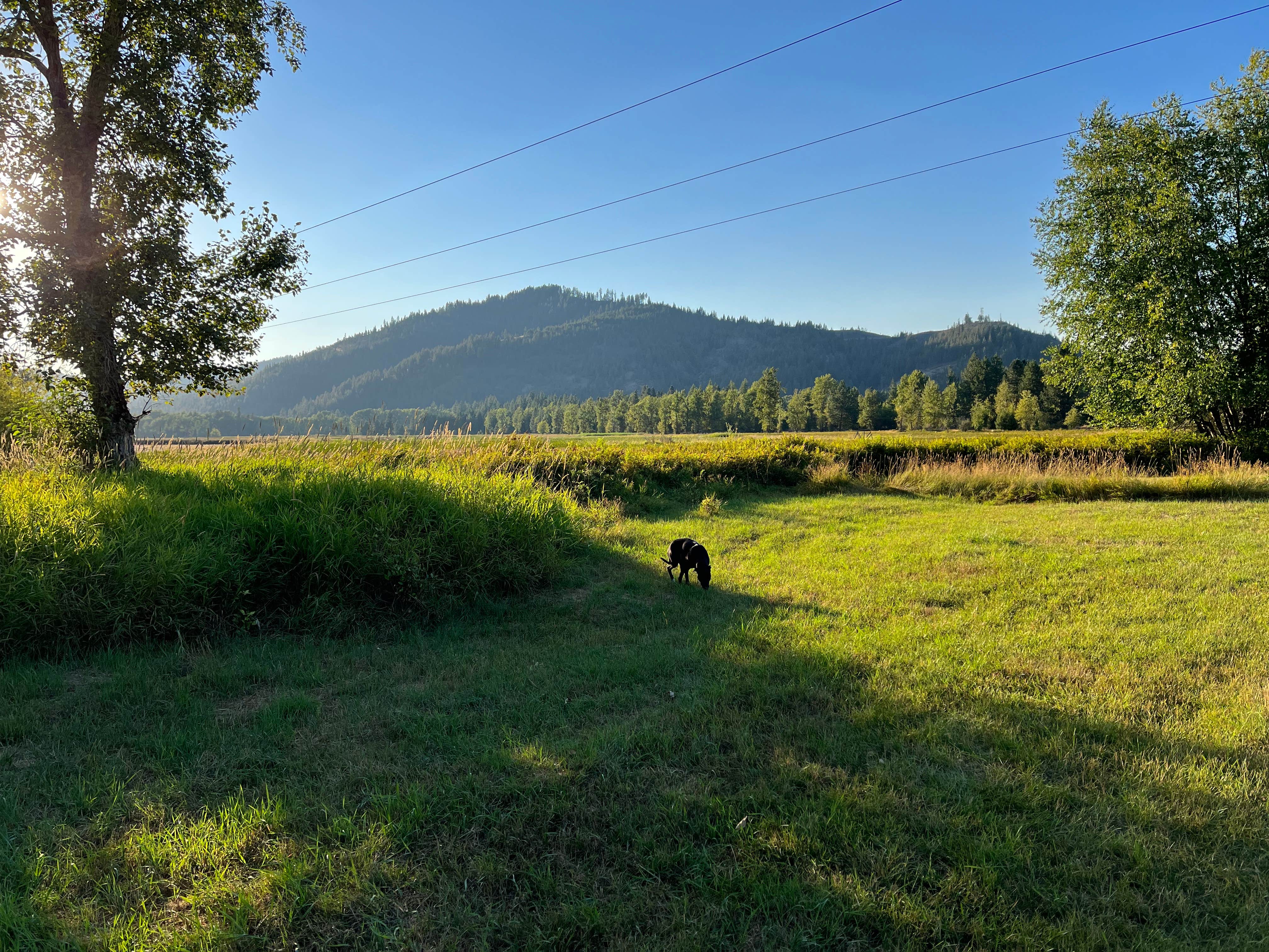 Andrew S.'s photo of camping with pets at Rose Lake near Coeur d'Alene, ID