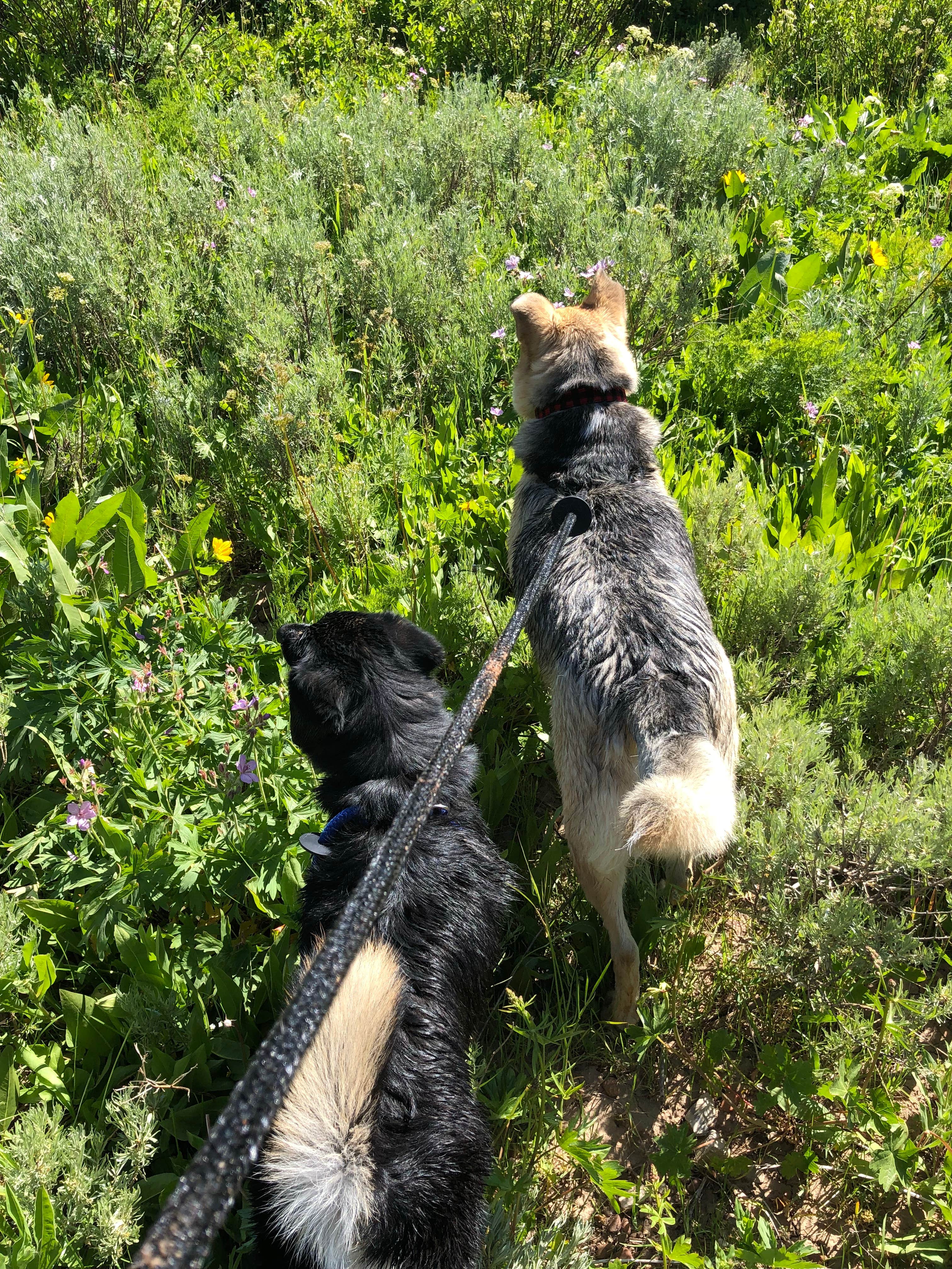 Camper-submitted photo at Hams Fork Campground near Cokeville, WY