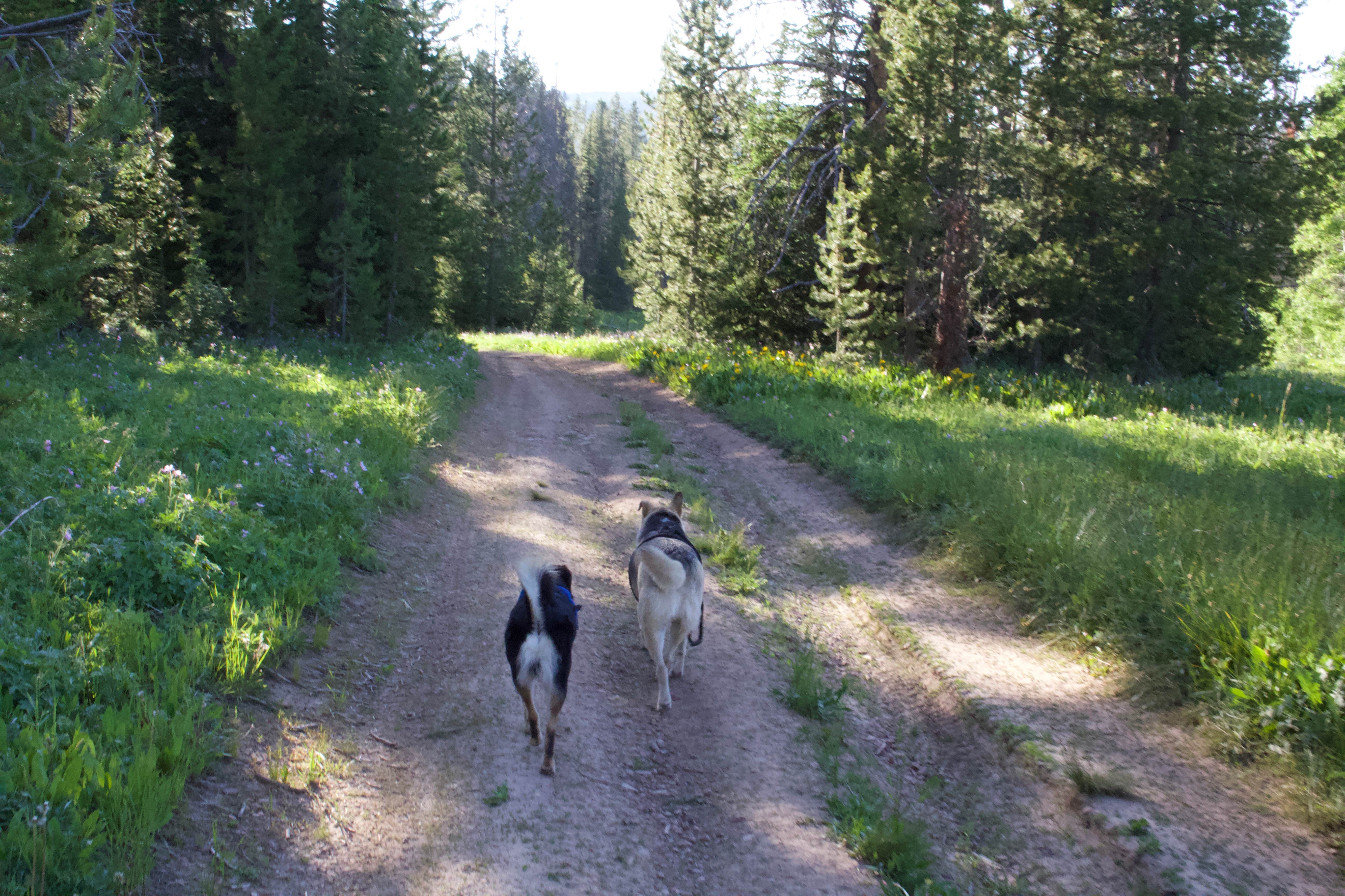 Camper submitted image from Hams Fork Campground - 3