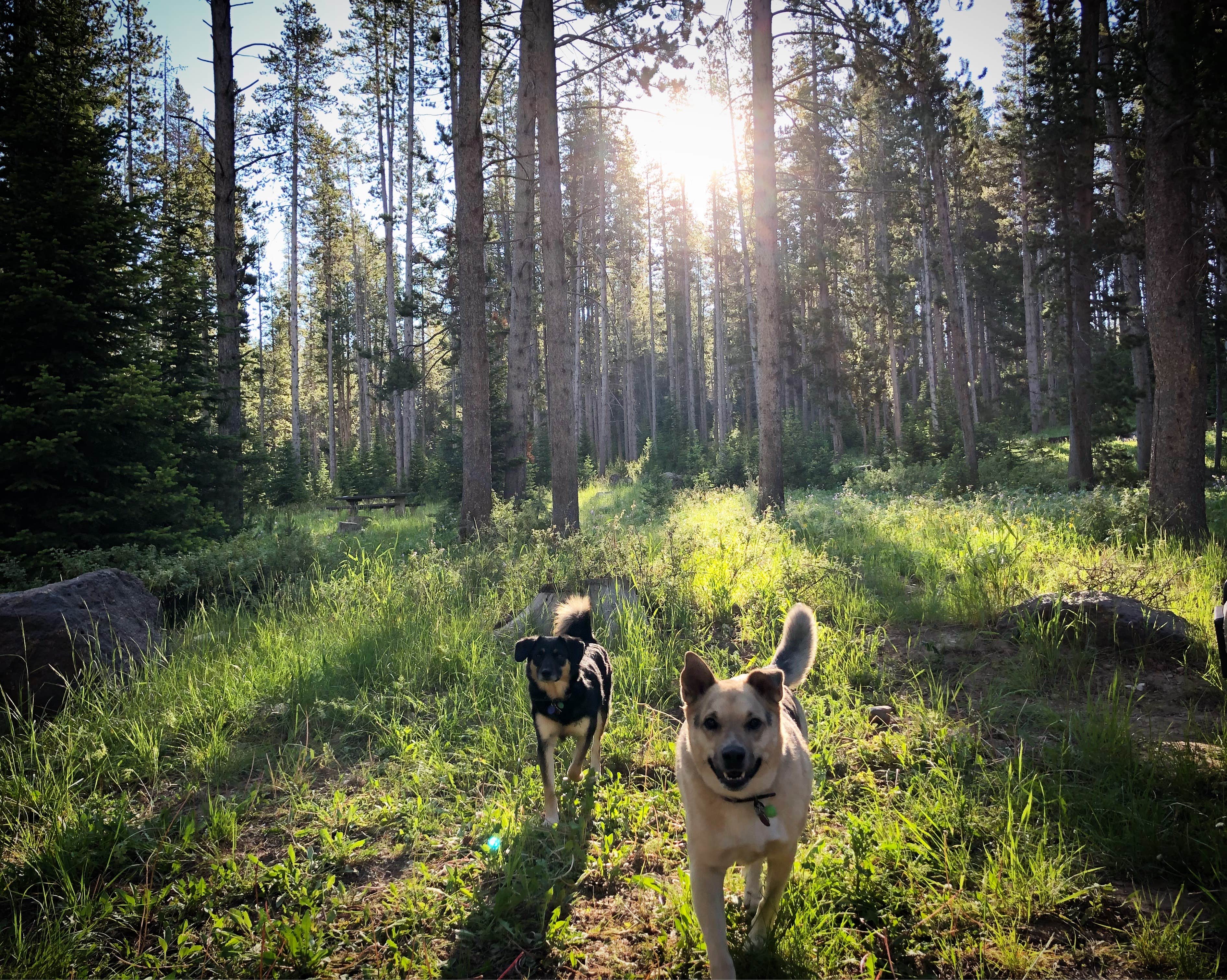 Camper-submitted photo at Hams Fork Campground near Cokeville, WY