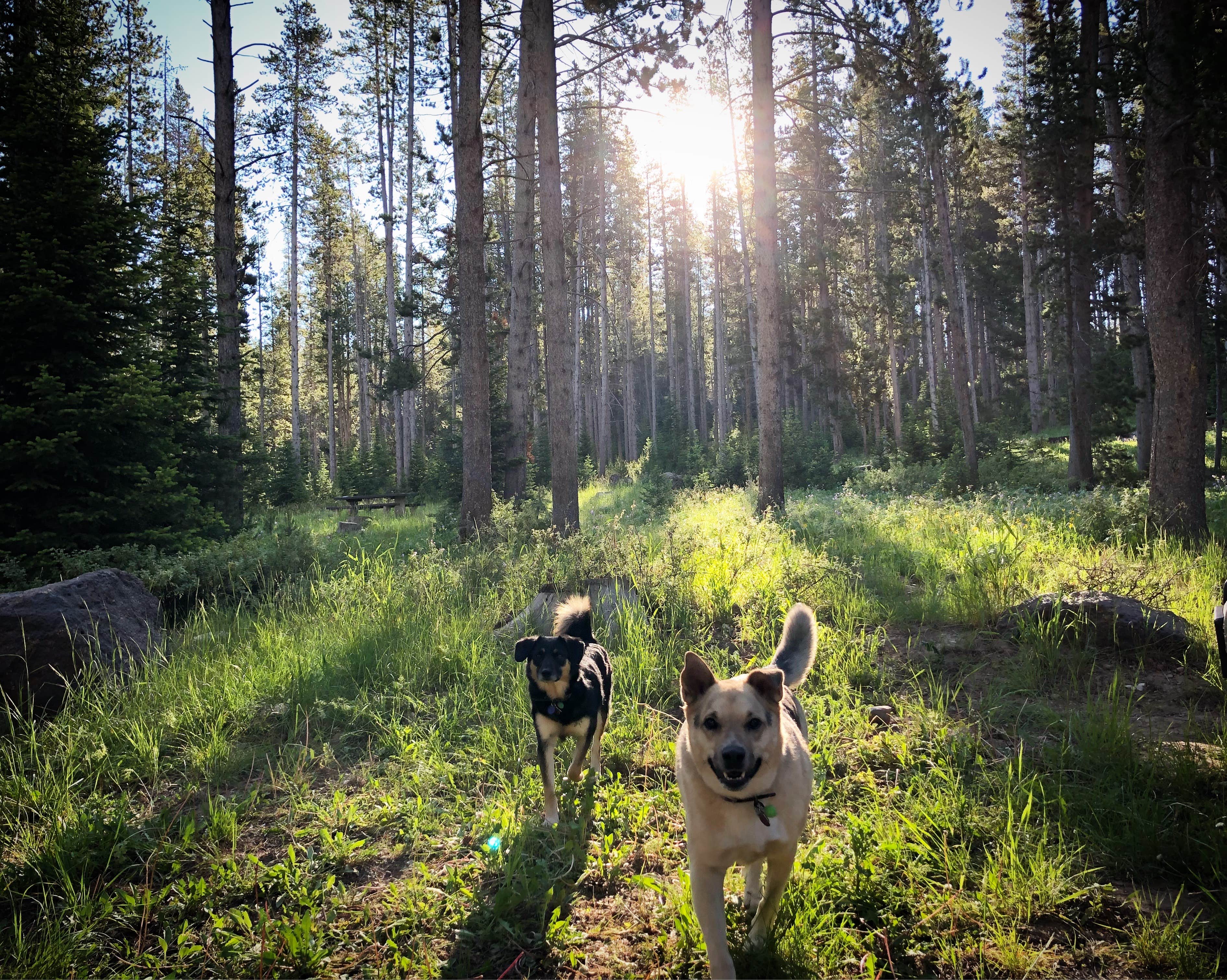 Camper submitted image from Hams Fork Campground - 2