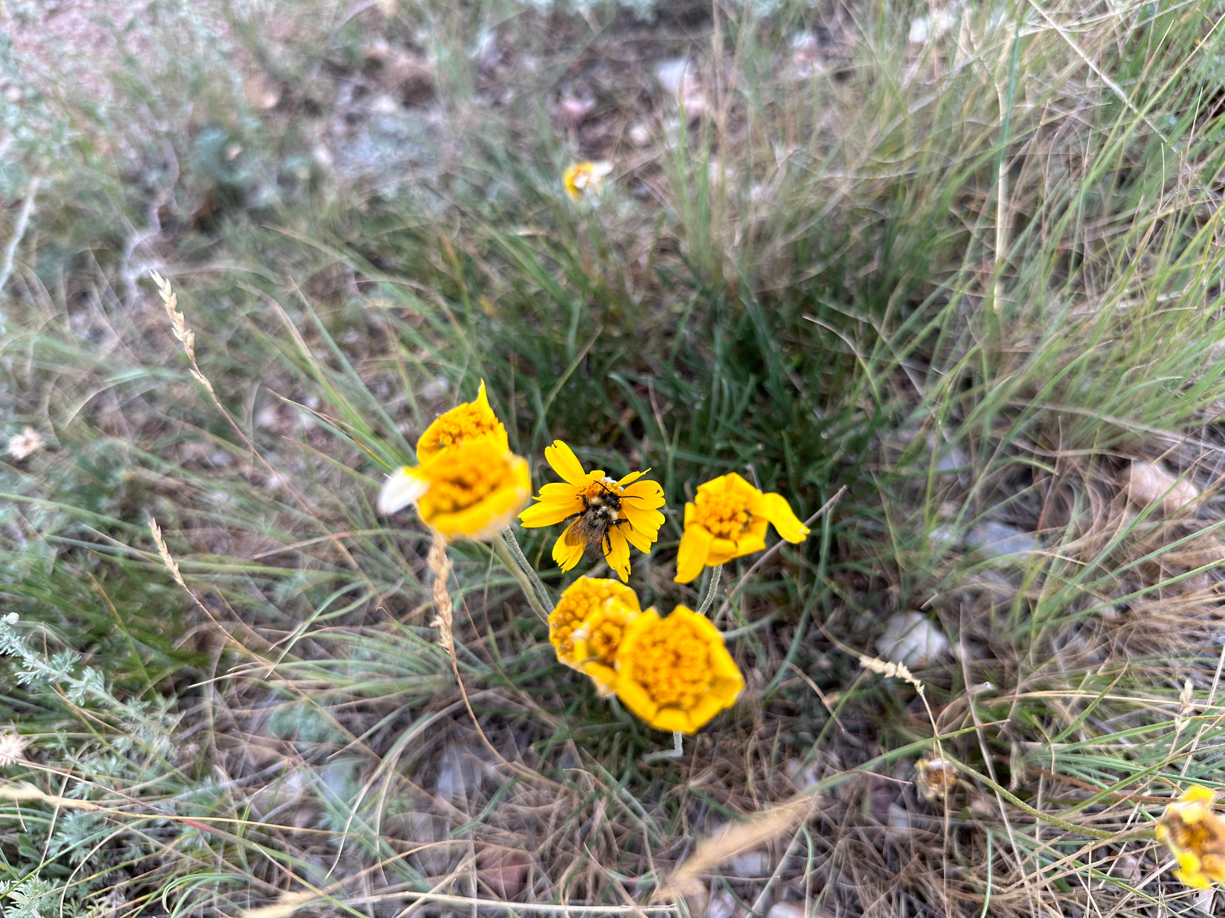 Camper-submitted photo at Little Mountain Dispersed Camp near Dutch John, UT