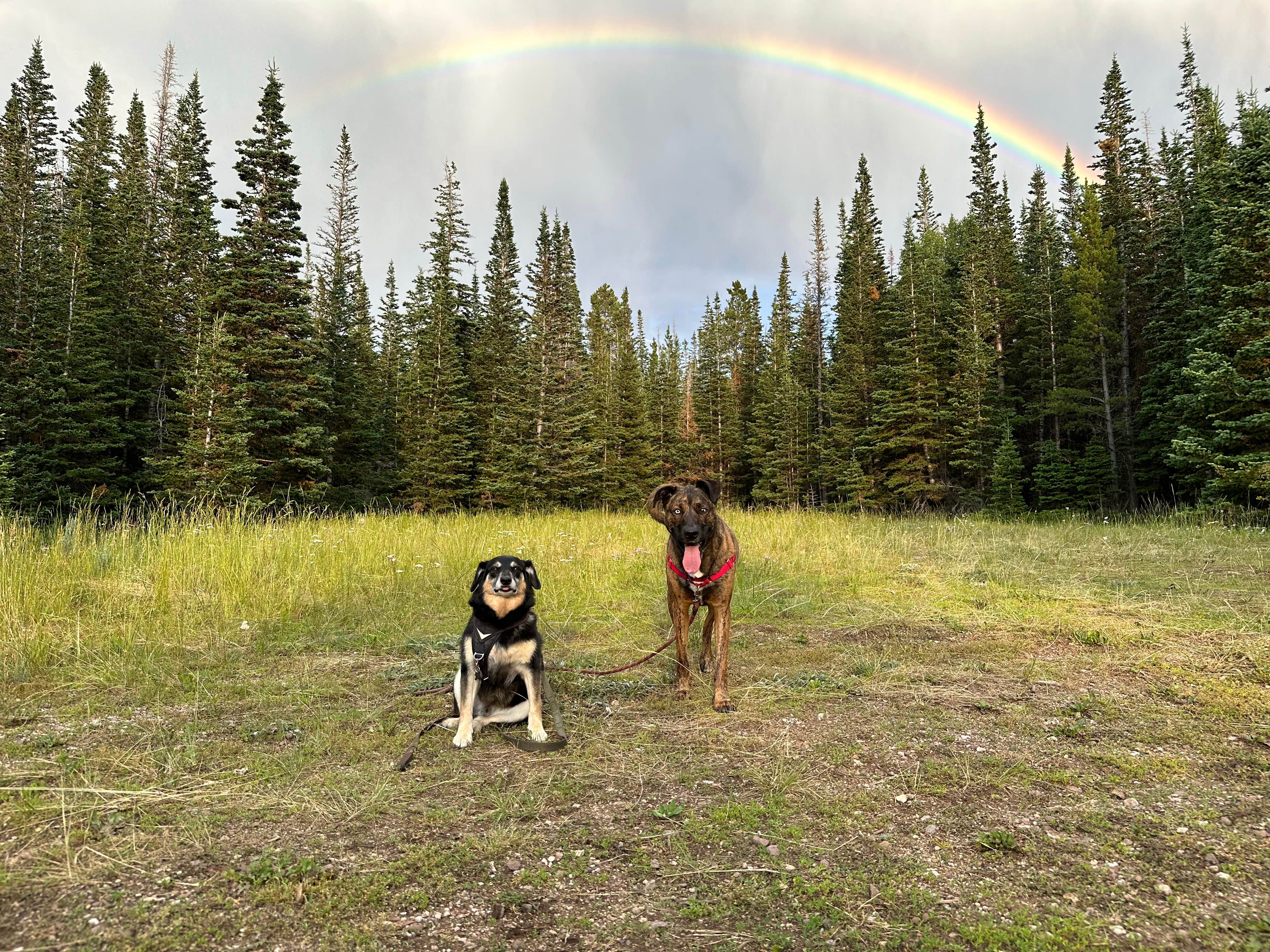 Jacinda C.'s photo of a dispersed camping area at Little Mountain Dispersed Camp near Flaming Gorge, UT