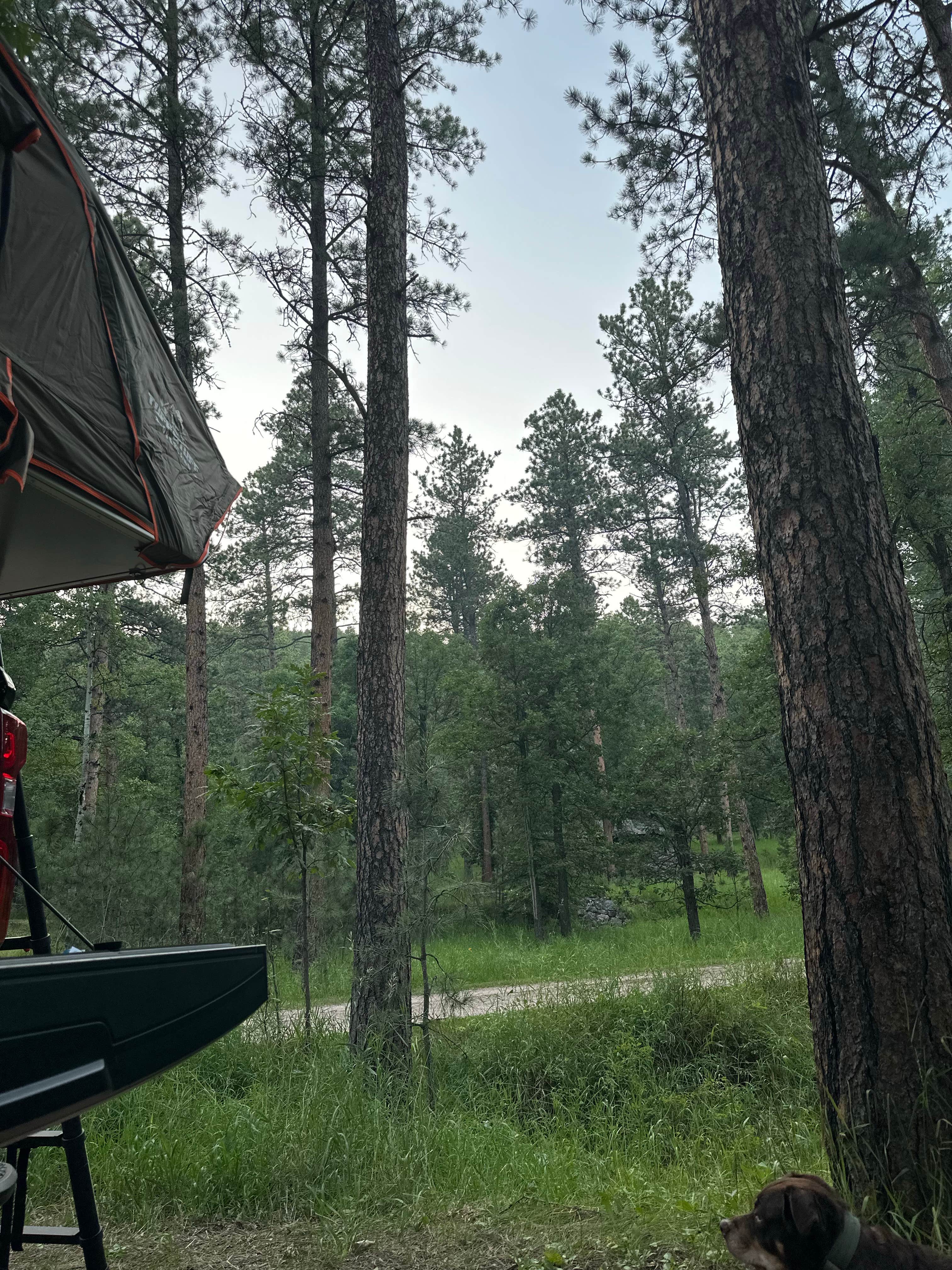 Ryan A.'s photo at Grizzly Creek Primitive near Keystone, SD