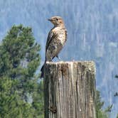 Review photo of Lost Moose Meadows Campground by Kelsie F., August 19, 2023