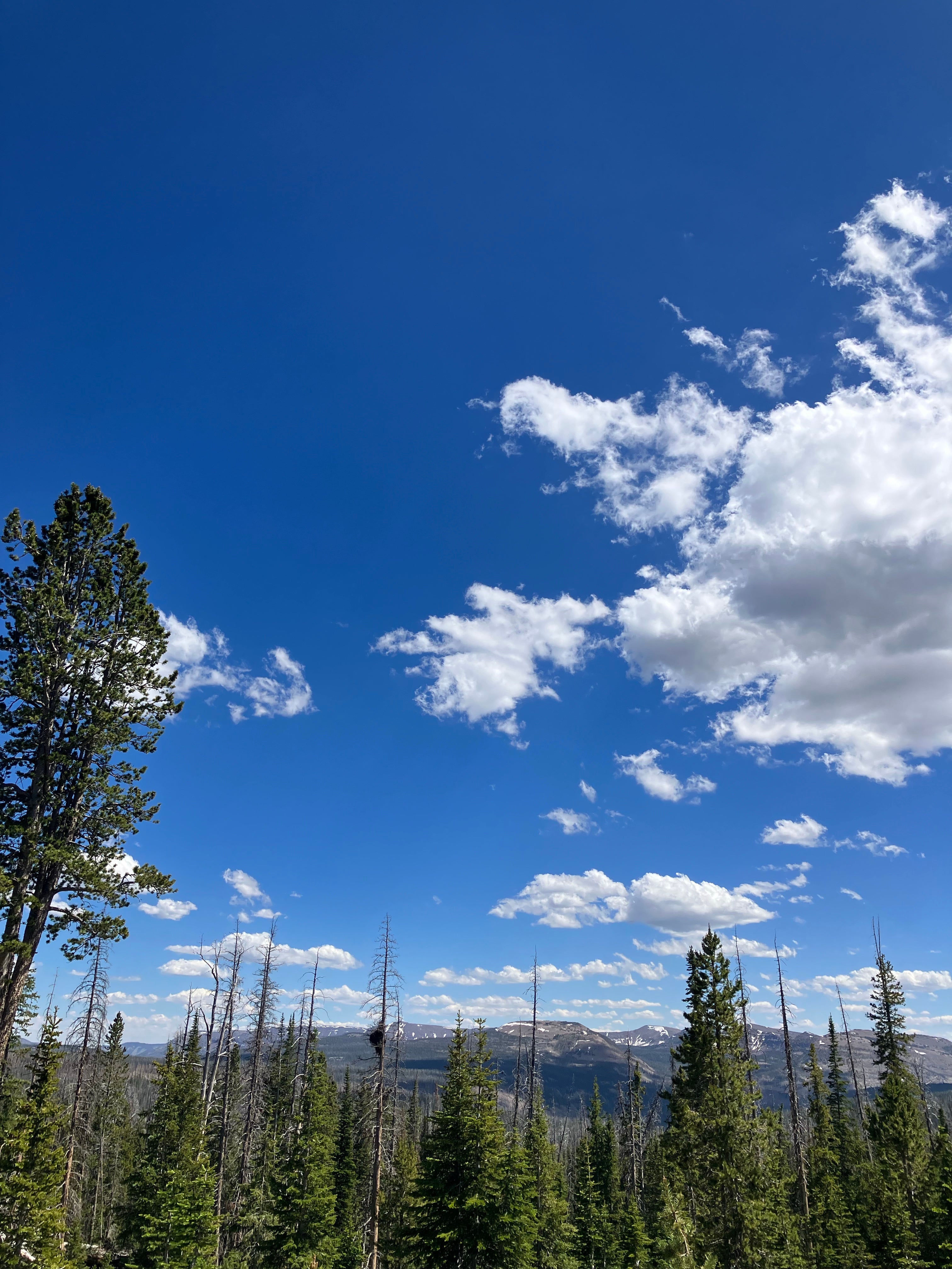 Camper submitted image from Uinta Dispersed Campsites - 1