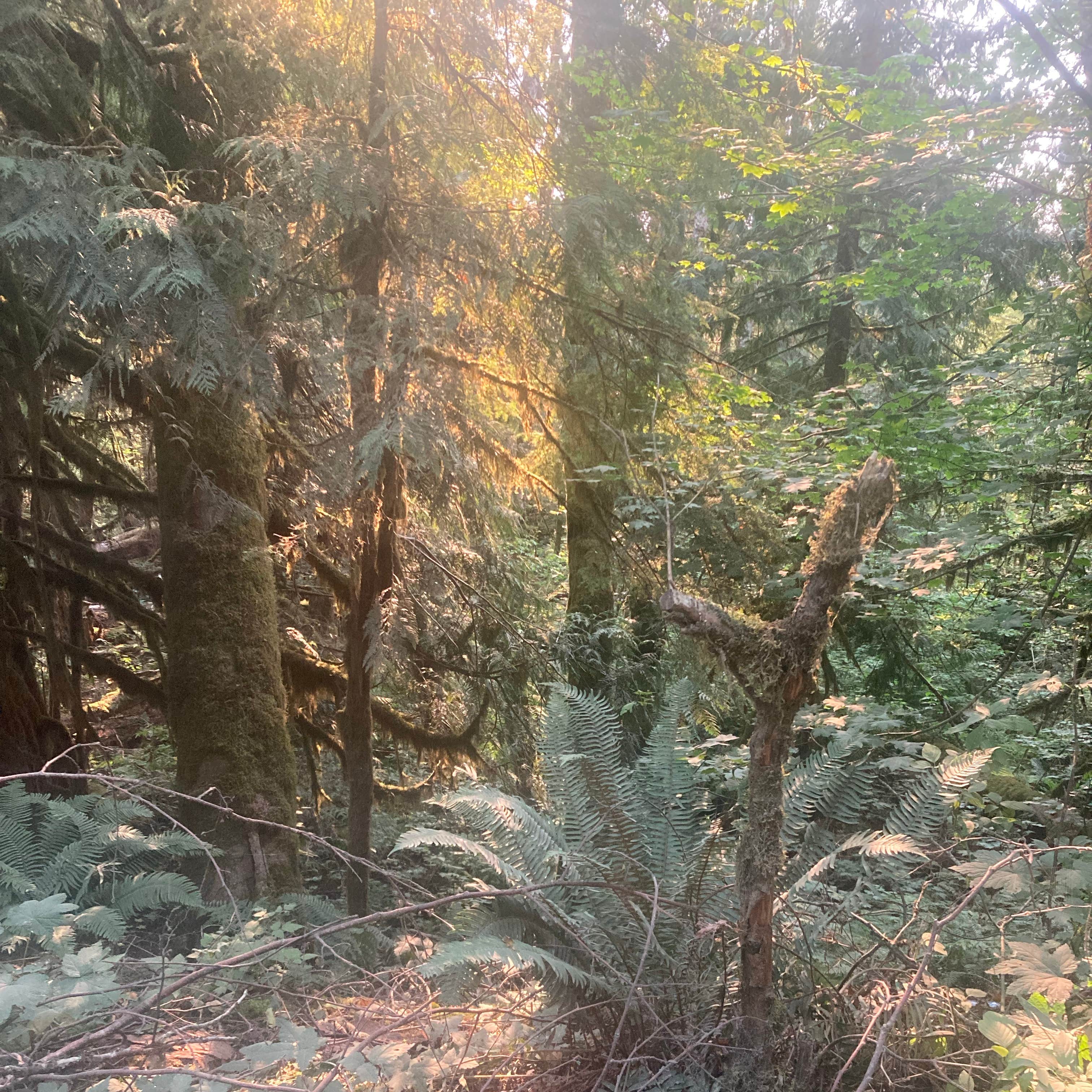 Tinkham Campground | Snoqualmie Pass, WA