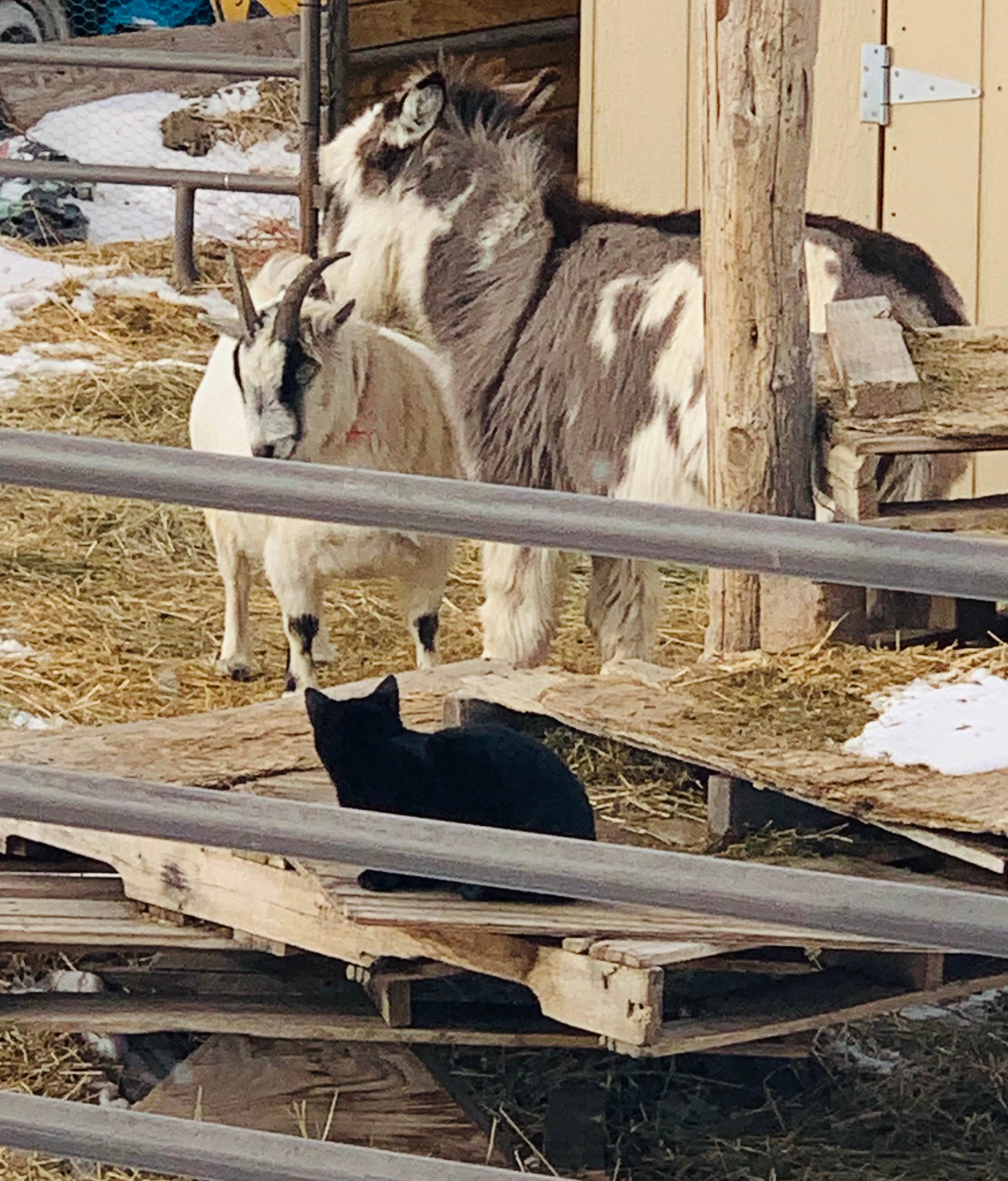 JB's photo of camping with pets at Captain Tuckers Quarters - Private Campground near Burns, OR