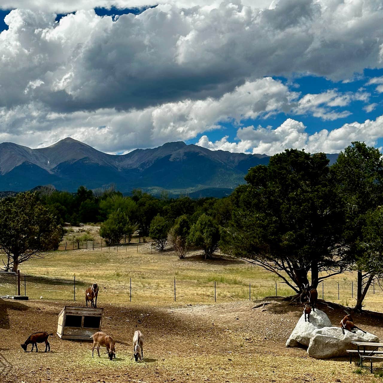 Camper-submitted photo at Mountain Goat Lodge near Sargents, CO