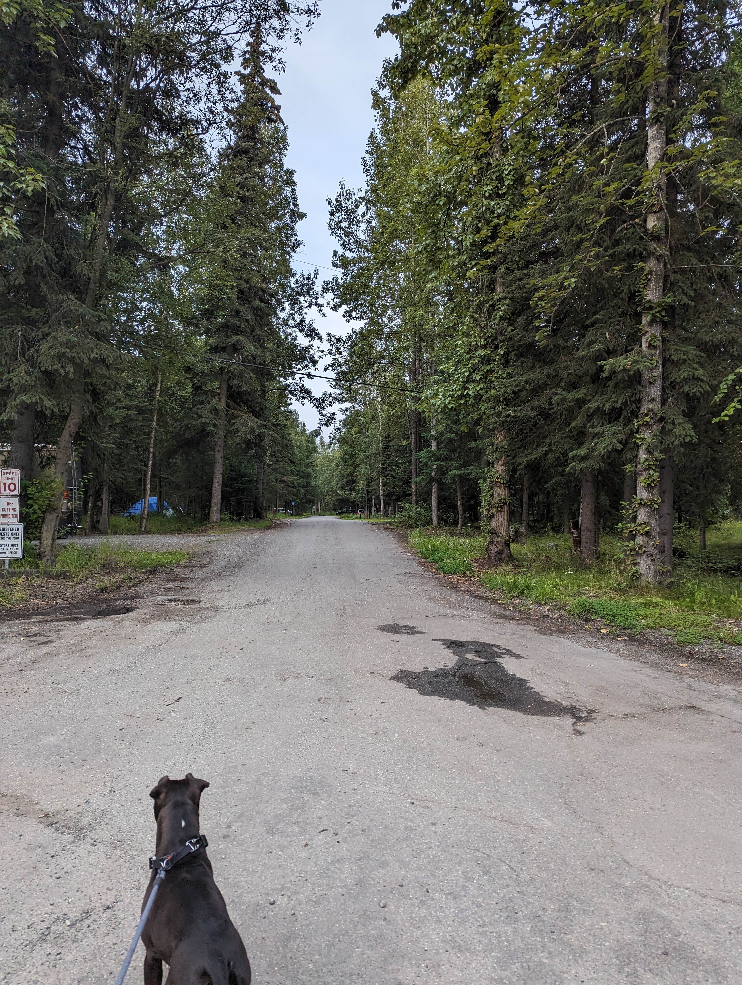 Kristi D.'s photo of camping with pets at Centennial Campground near Anchorage, AK