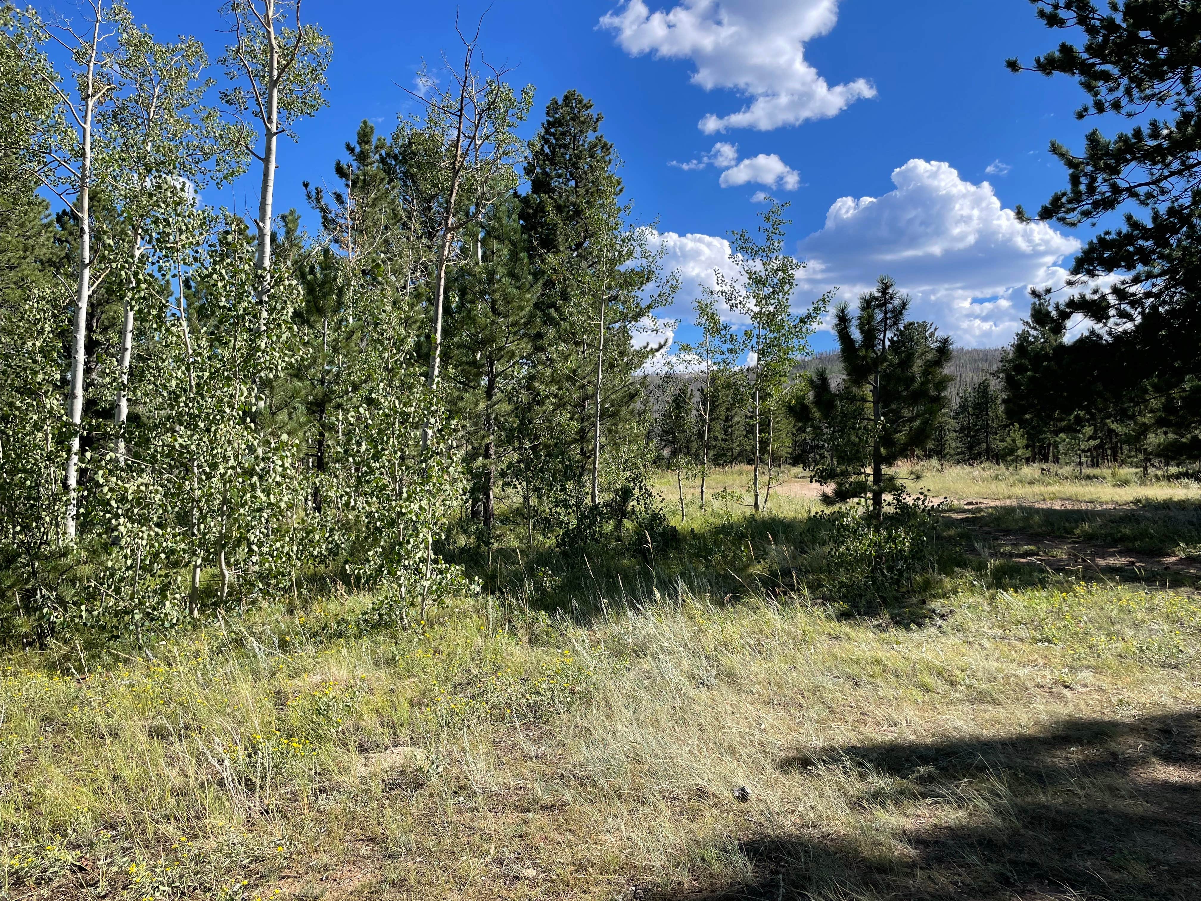 Chris P.'s photo of a dispersed camping area at Poudre Canyon Road Camp near Laporte, CO