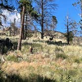 Review photo of Poudre Canyon Road Camp by Chris P., August 20, 2023