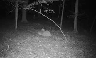 The Dyrt's photo of camping with pets at Tentrr Signature Site - Lake Hills Farm - Stream Side Camping near Arden, NY