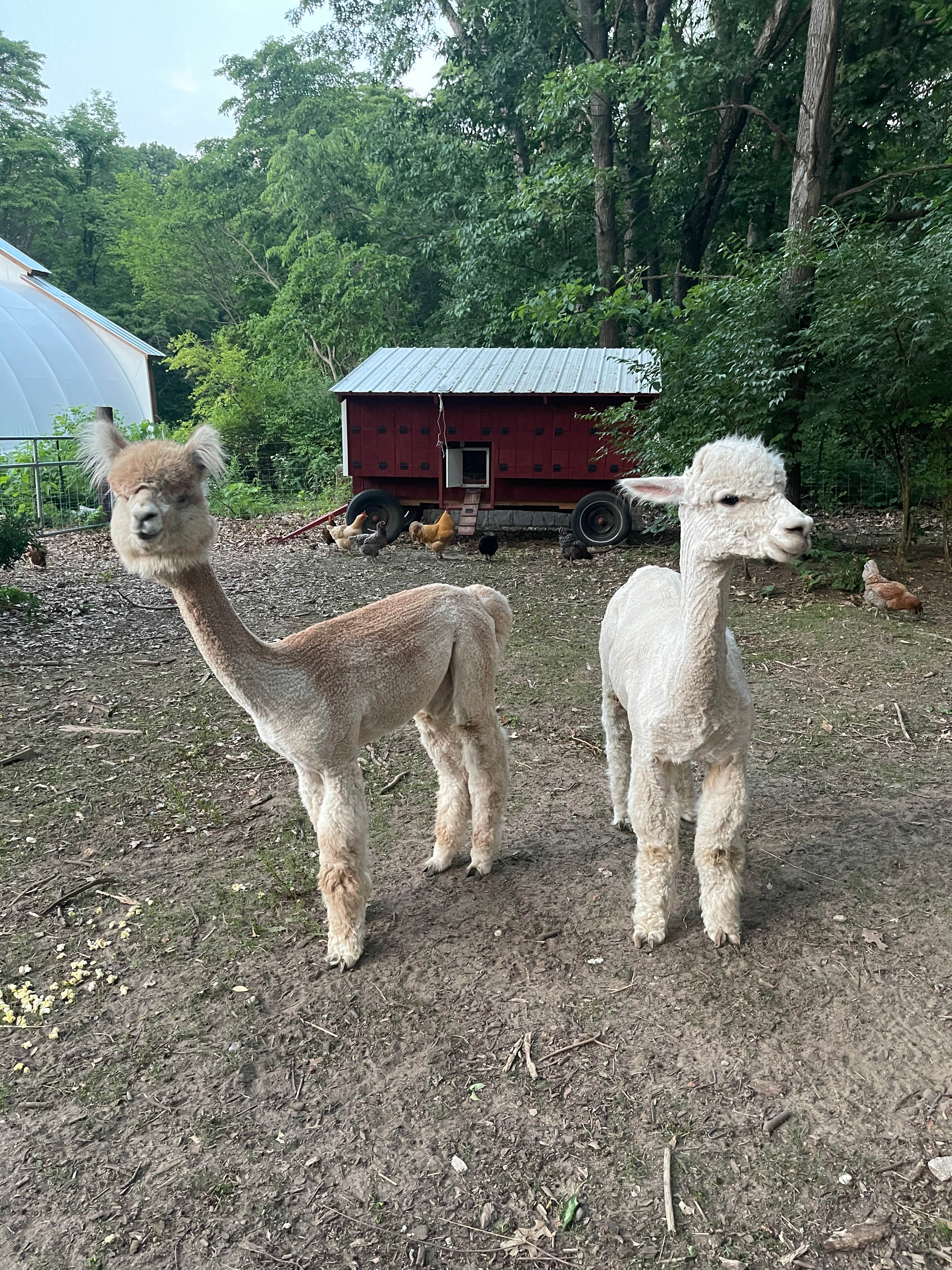 Melissa M.'s photo of camping with pets at Blooming Bus Farms near South Bend, IN