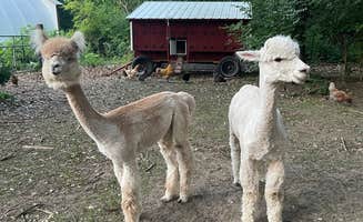 Melissa M.'s photo of camping with pets at Blooming Bus Farms near Union Pier, MI