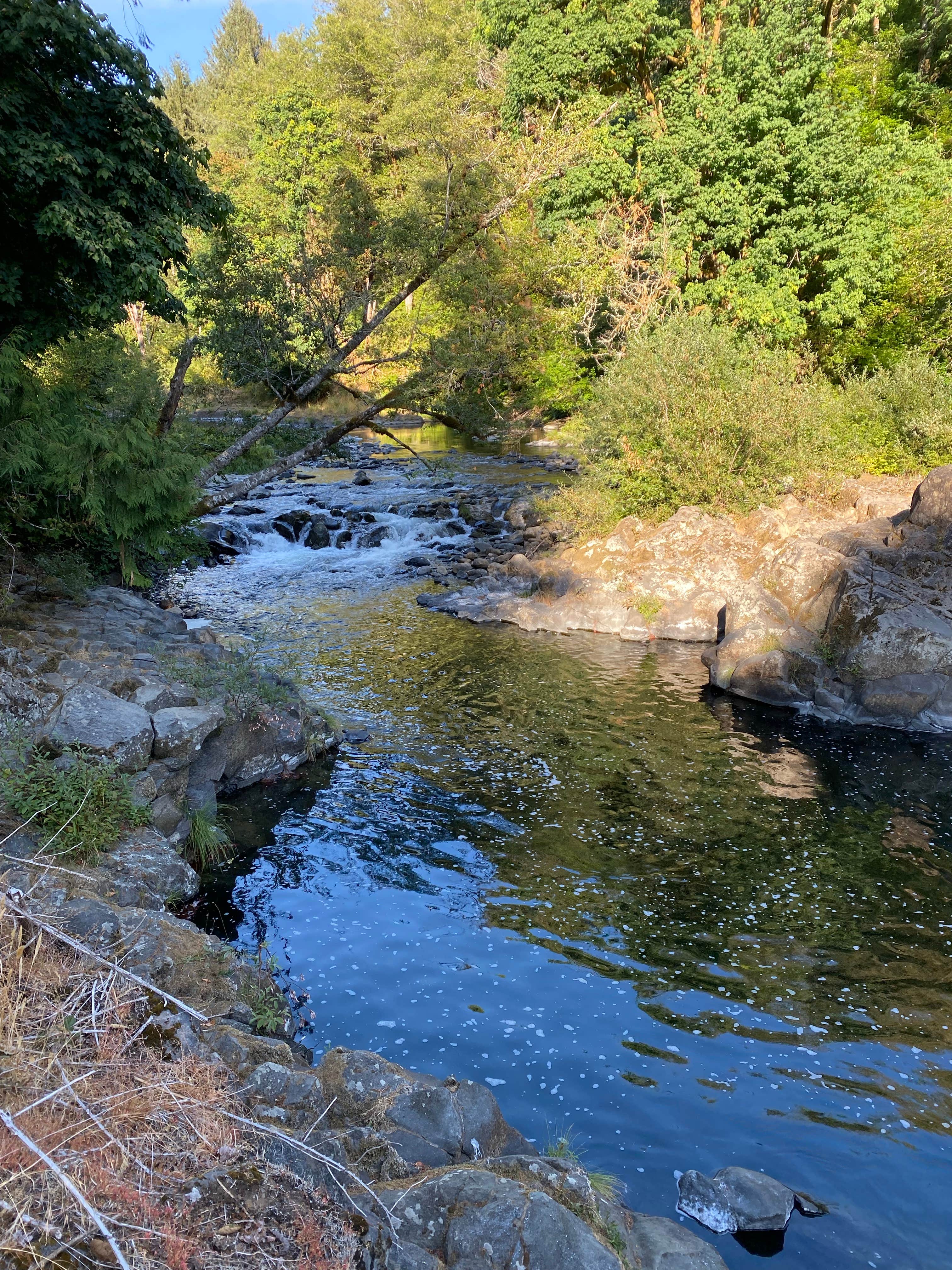 Camper submitted image from Trask River County Park - 1