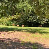 Review photo of Staunton River State Park Campground by Heather , August 20, 2023