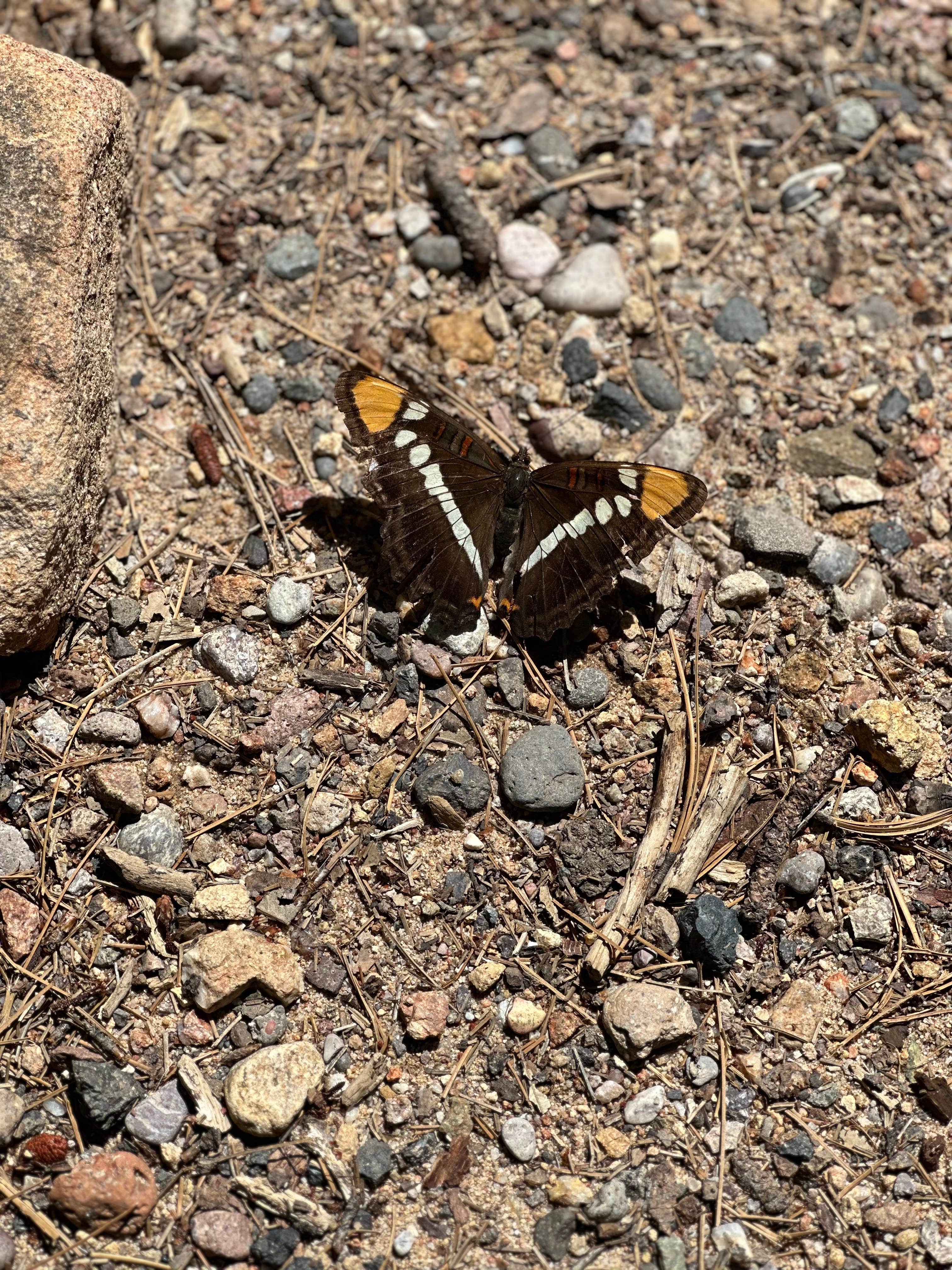 Camper-submitted photo at Arcadia Campground near Safford, AZ