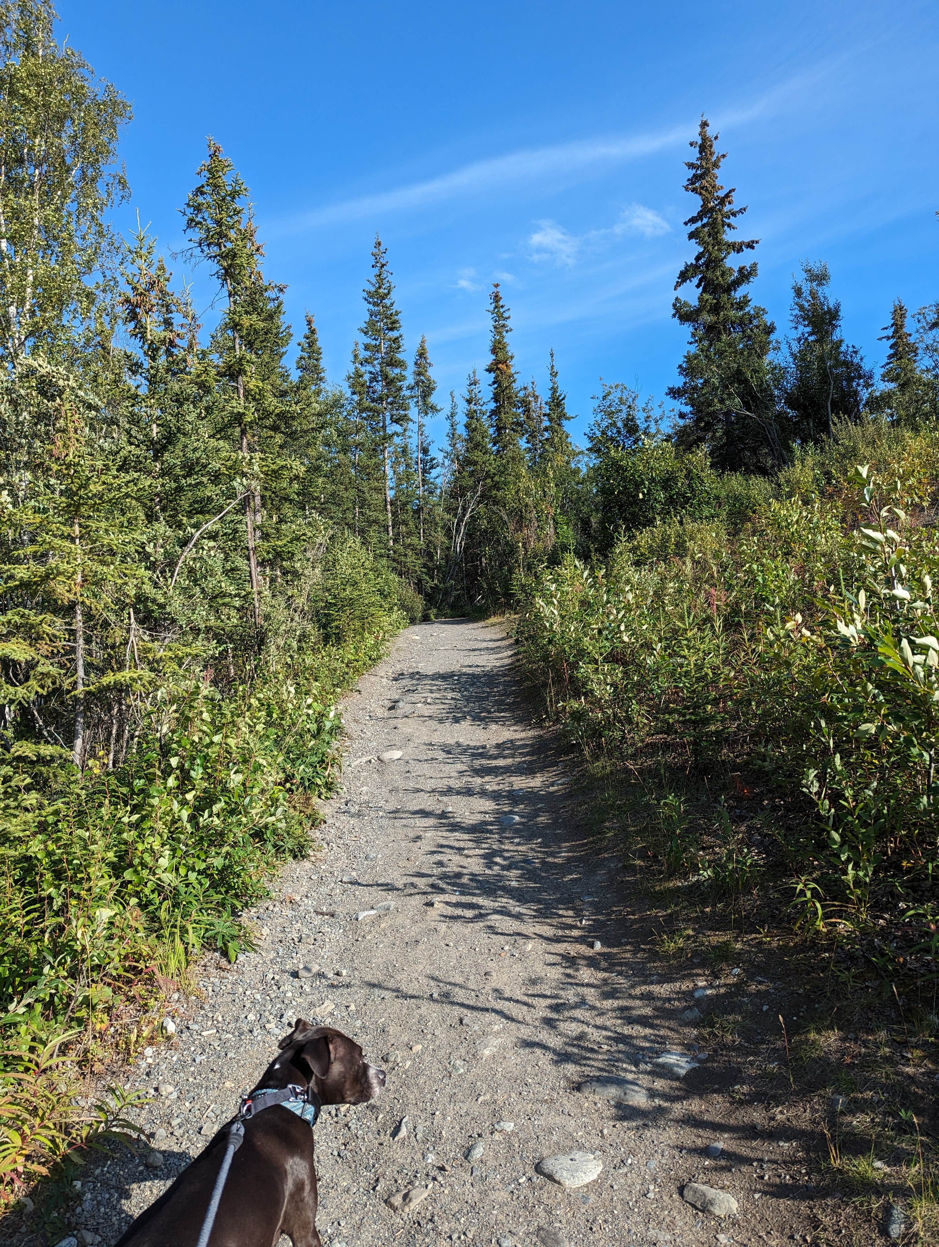 Camper submitted image from Matanuska Glacier State Rec Area - 2