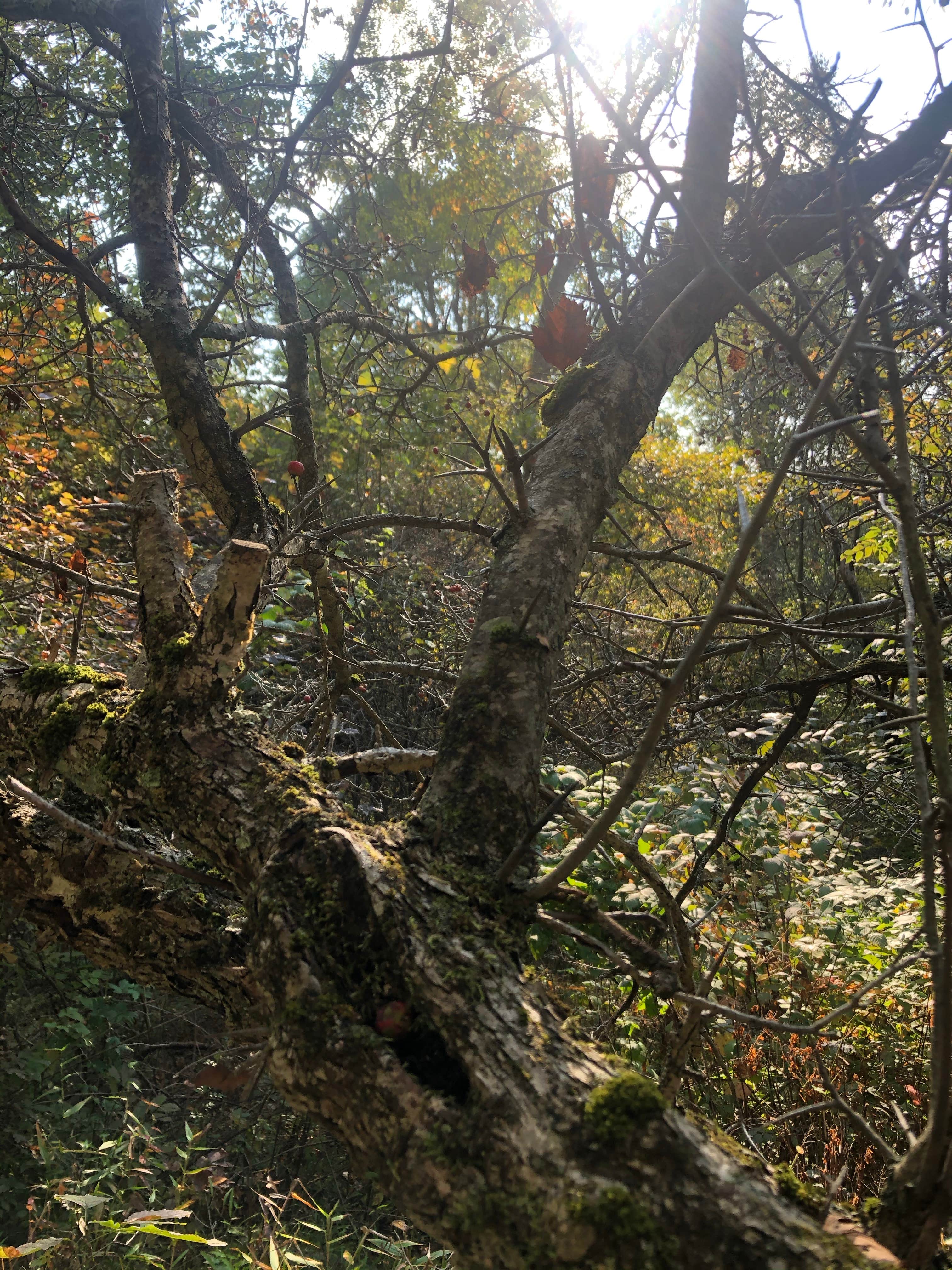 Camper-submitted photo at Morrison Campground near Allegheny National Forest