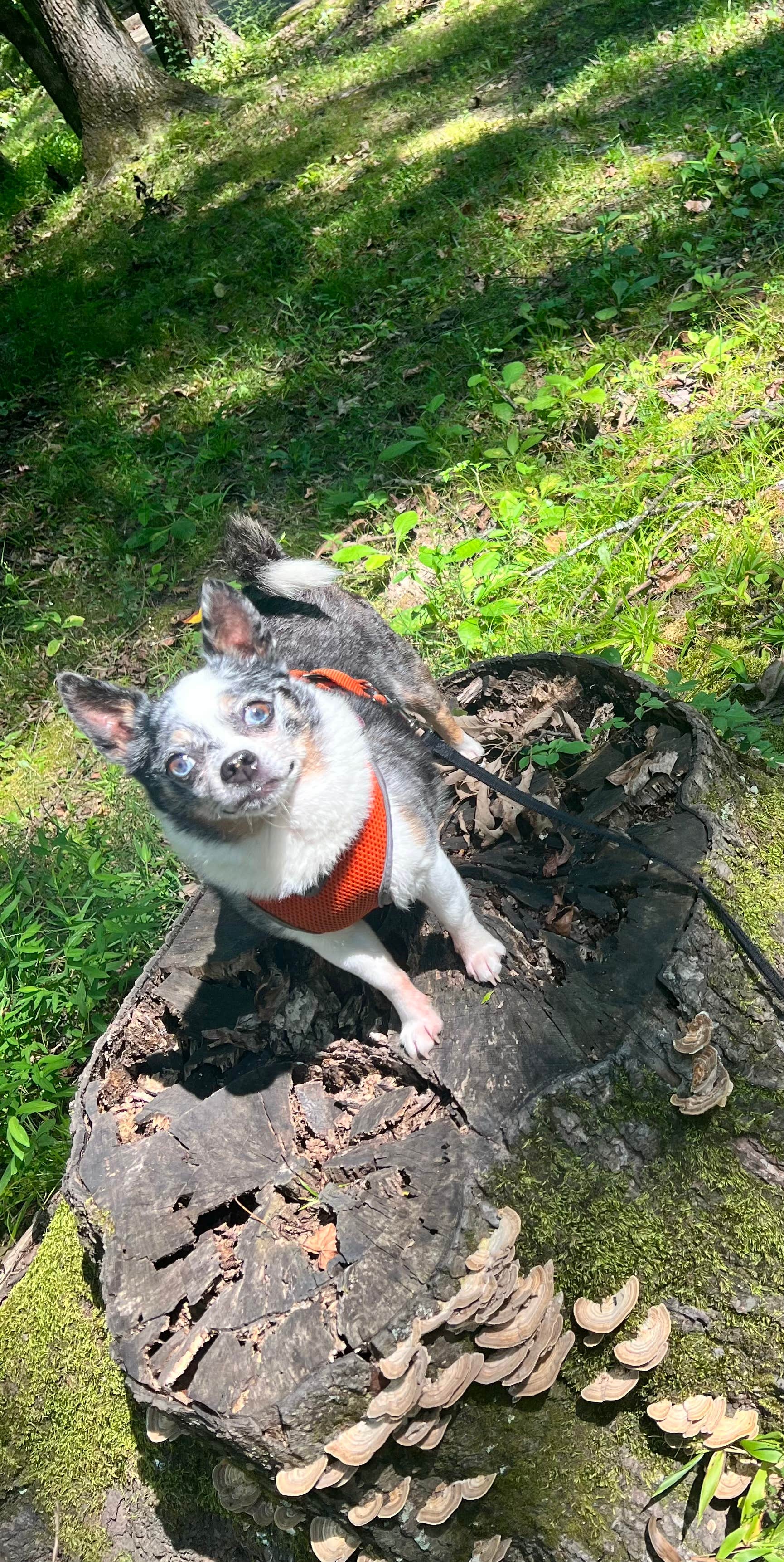 Nikki R.'s photo of camping with pets at Meeman-Shelby Forest State Park near Harrisburg, AR