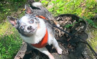 Nikki R.'s photo of camping with pets at Meeman-Shelby Forest State Park near Southaven, MS