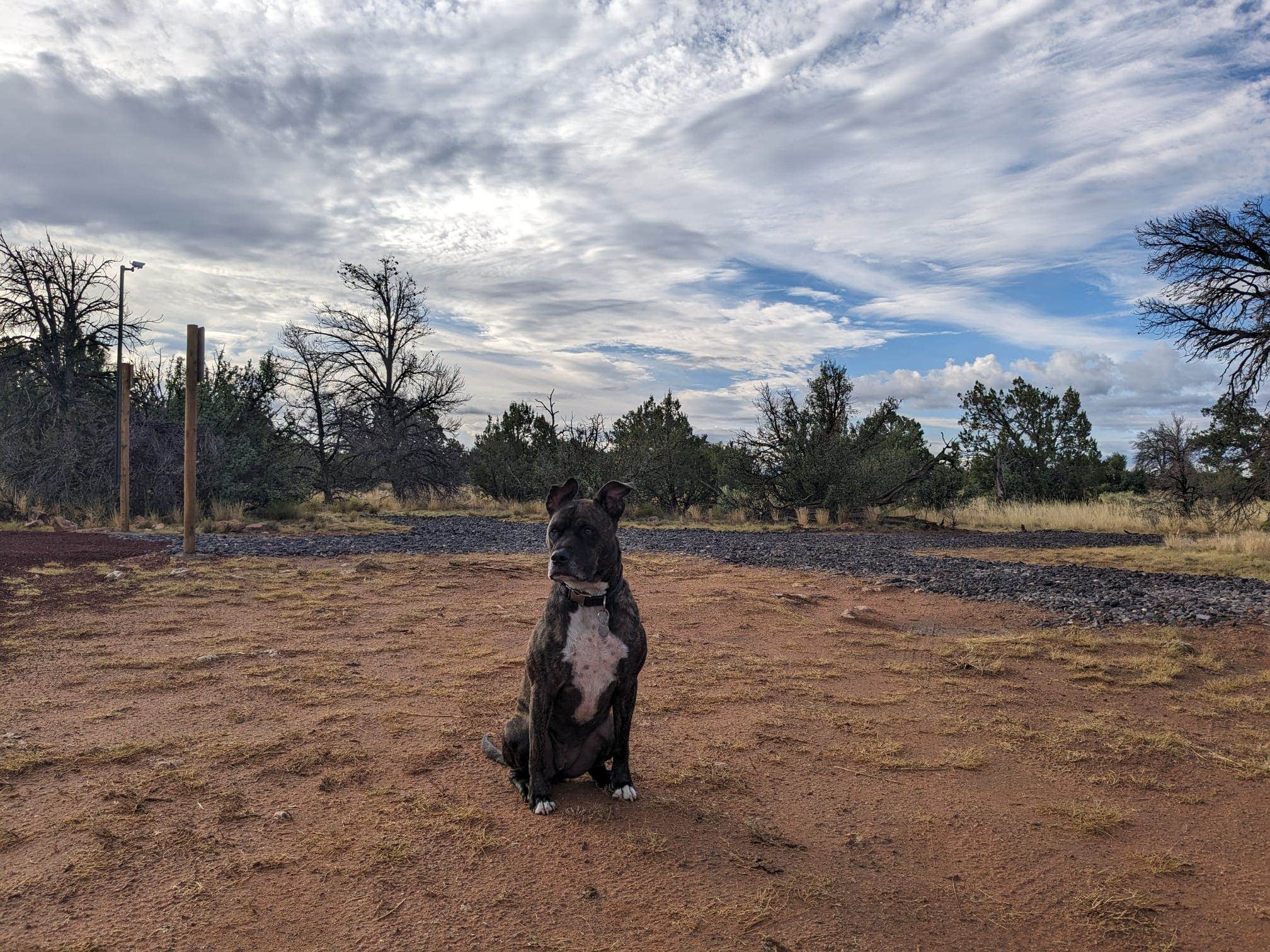 ColorStar R.'s photo of camping with pets at Starscape Stays near Gray Mountain, AZ